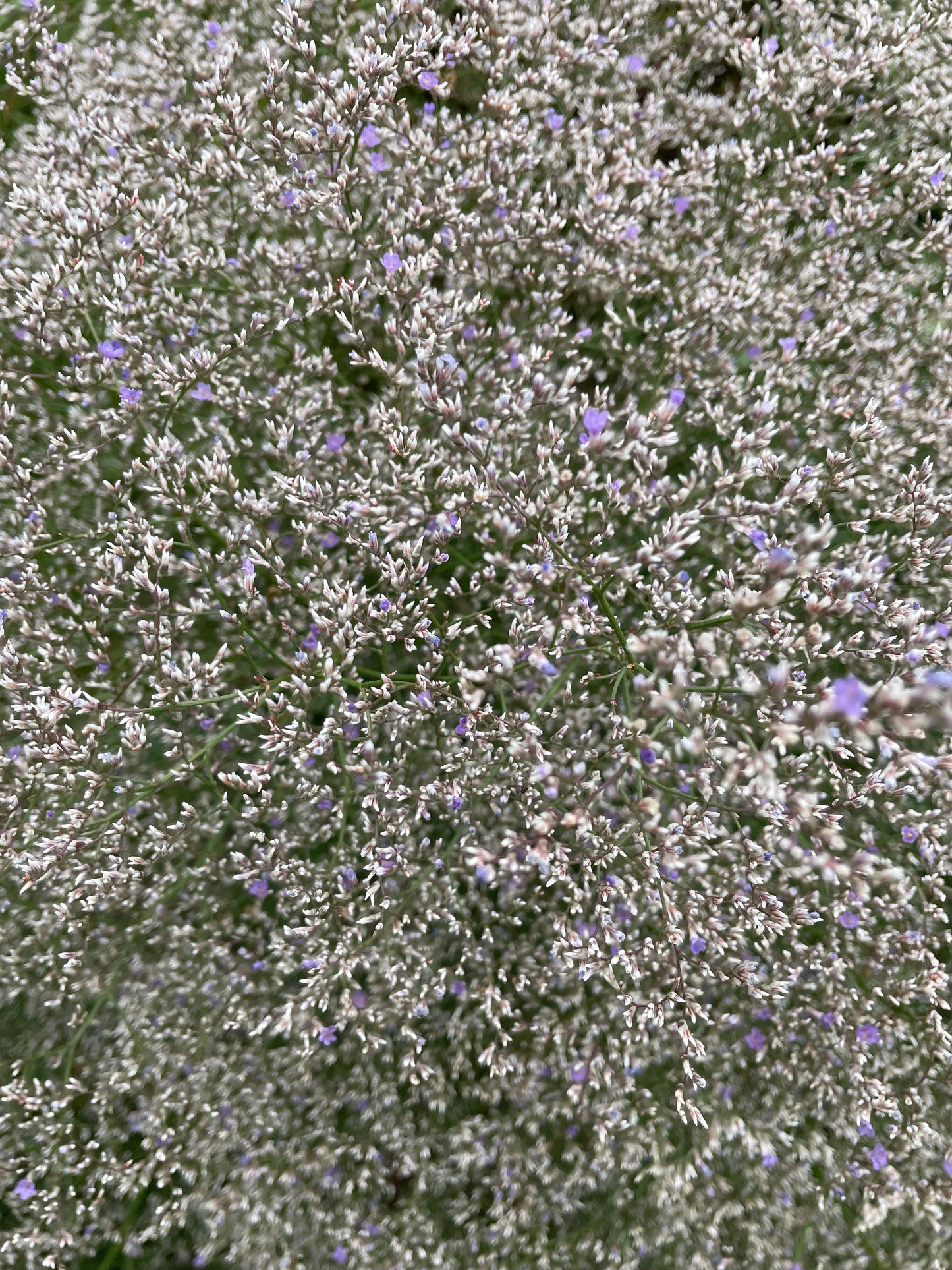 Silverrisp