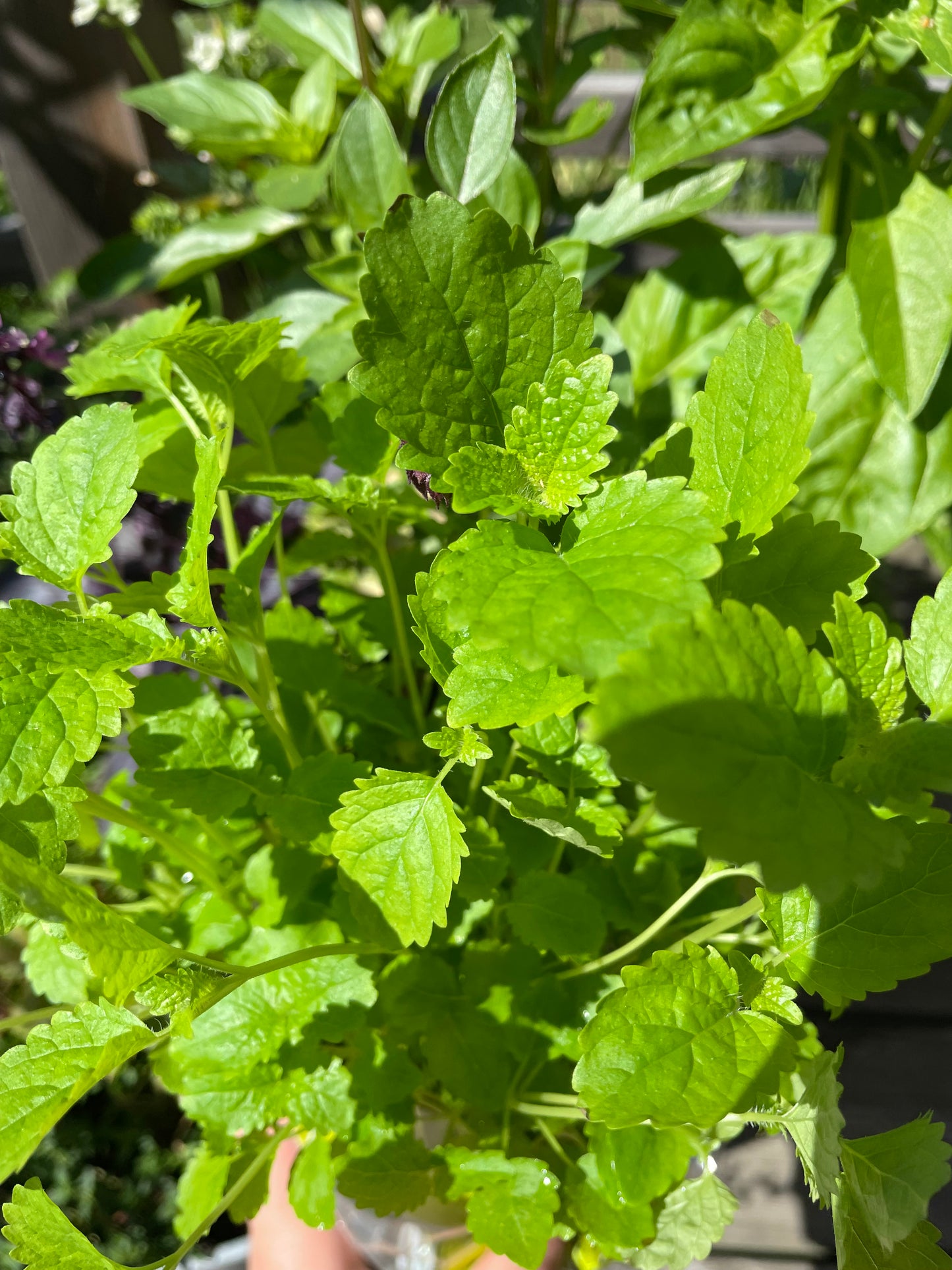 Citronmeliss