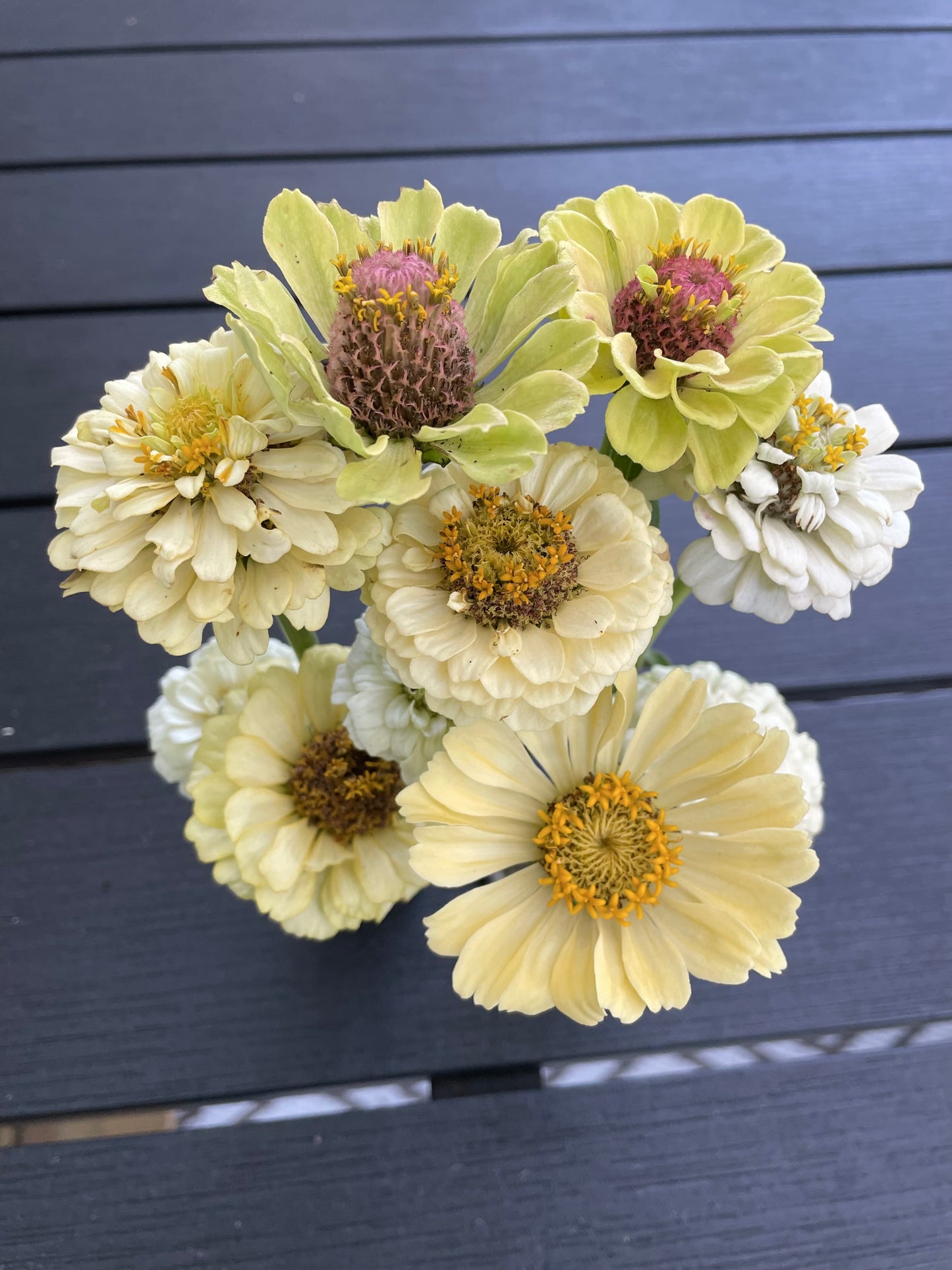 Zinnia ”Sweet Lemonade”