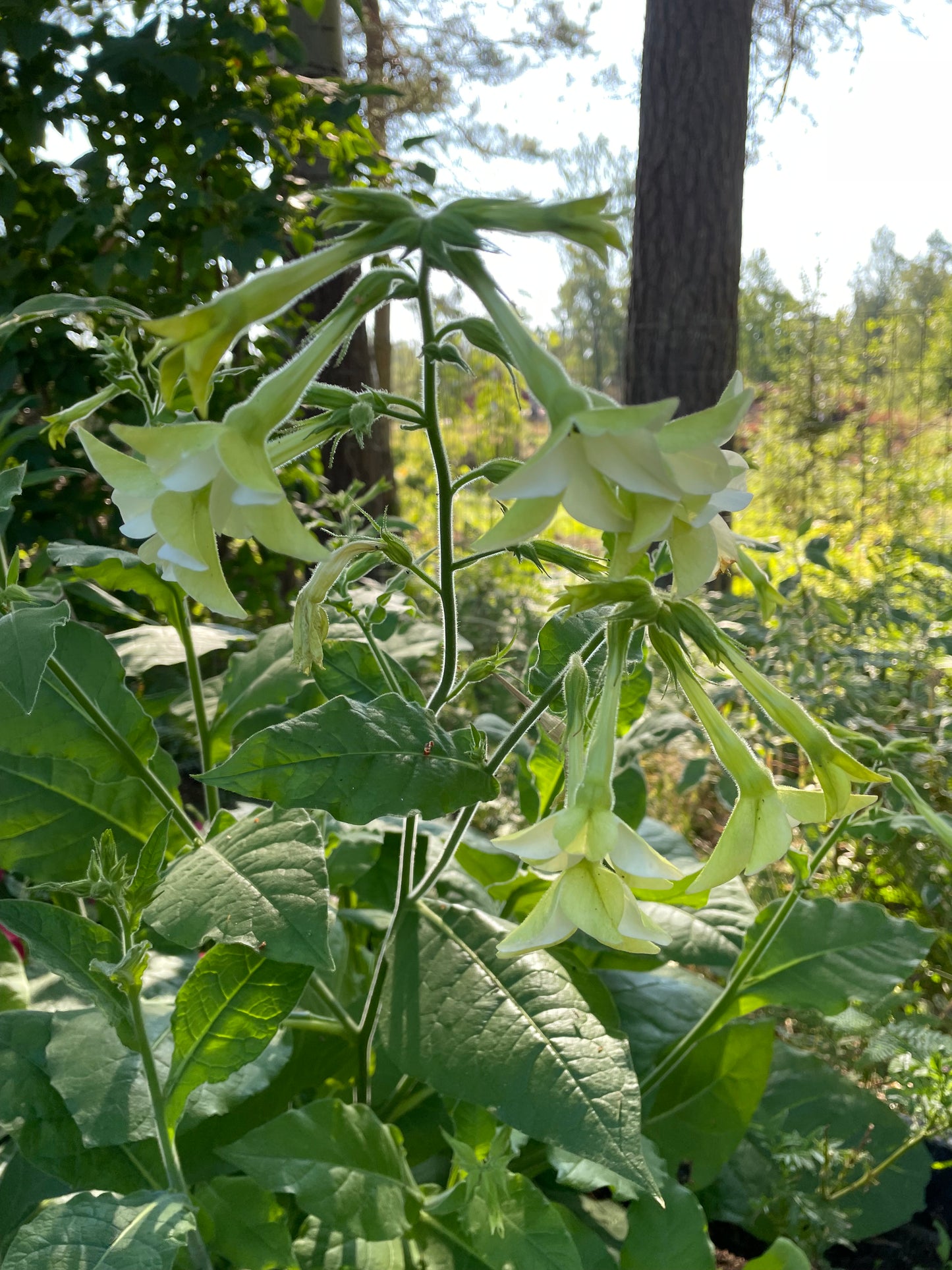 Blomstertobak "Mix"