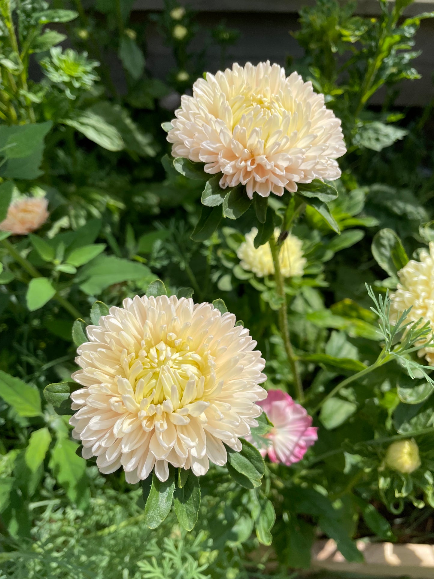 Sommaraster "King size Apricot"