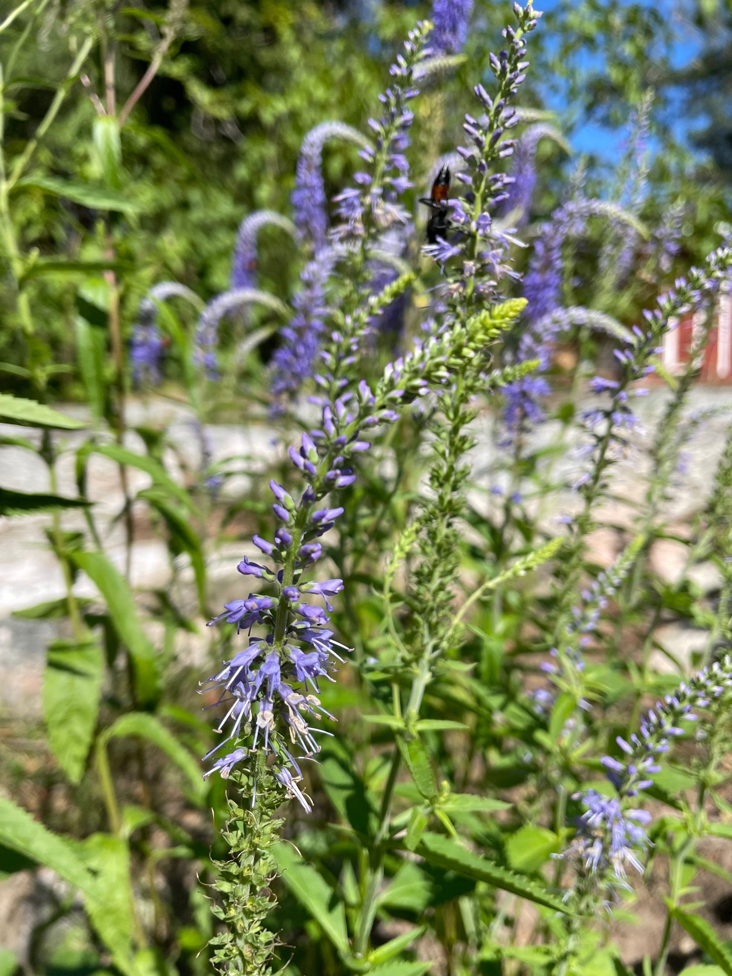 Axveronika ”Blue Shades”