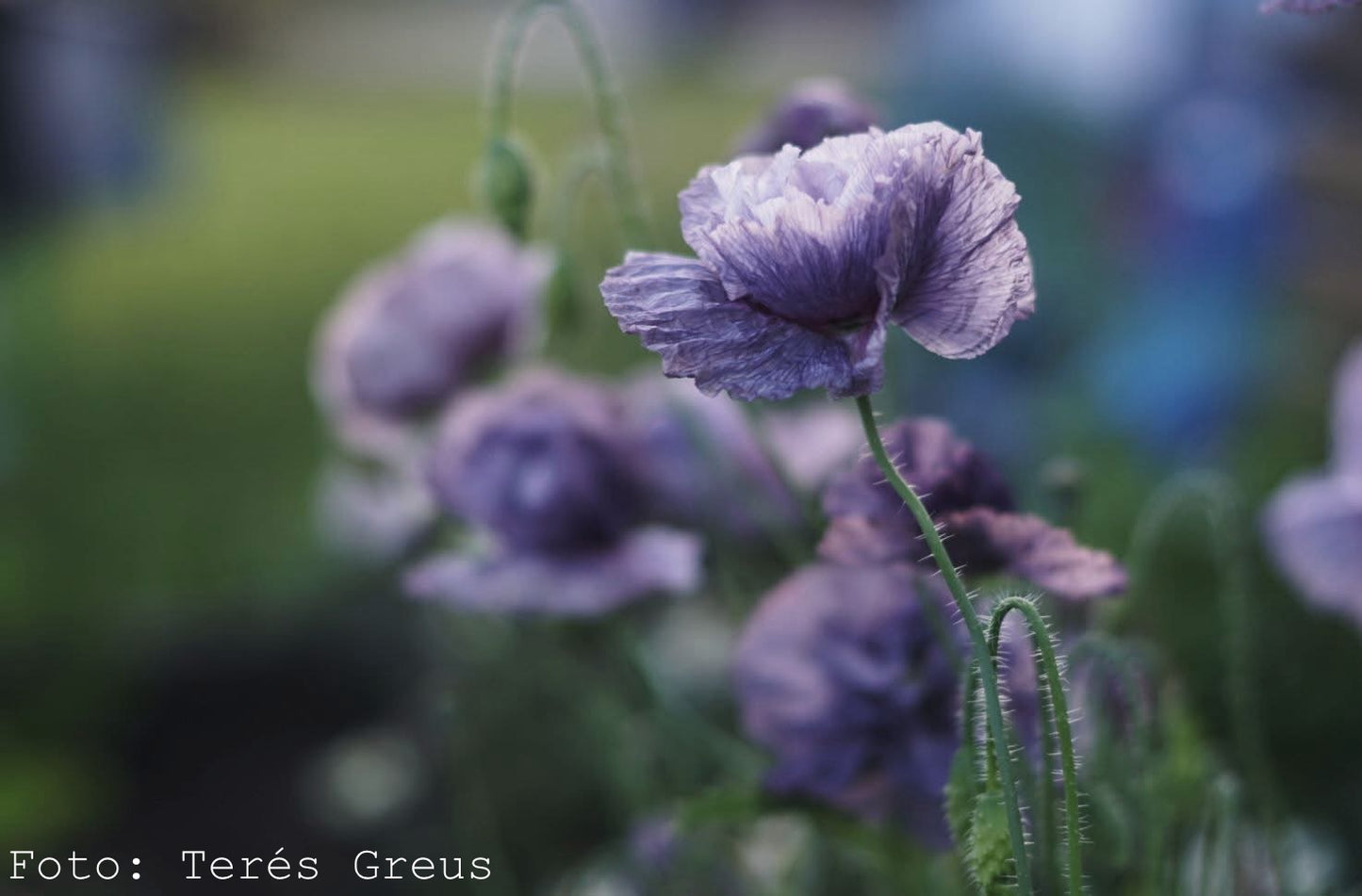 Kornvallmo ”Amazing Grey”
