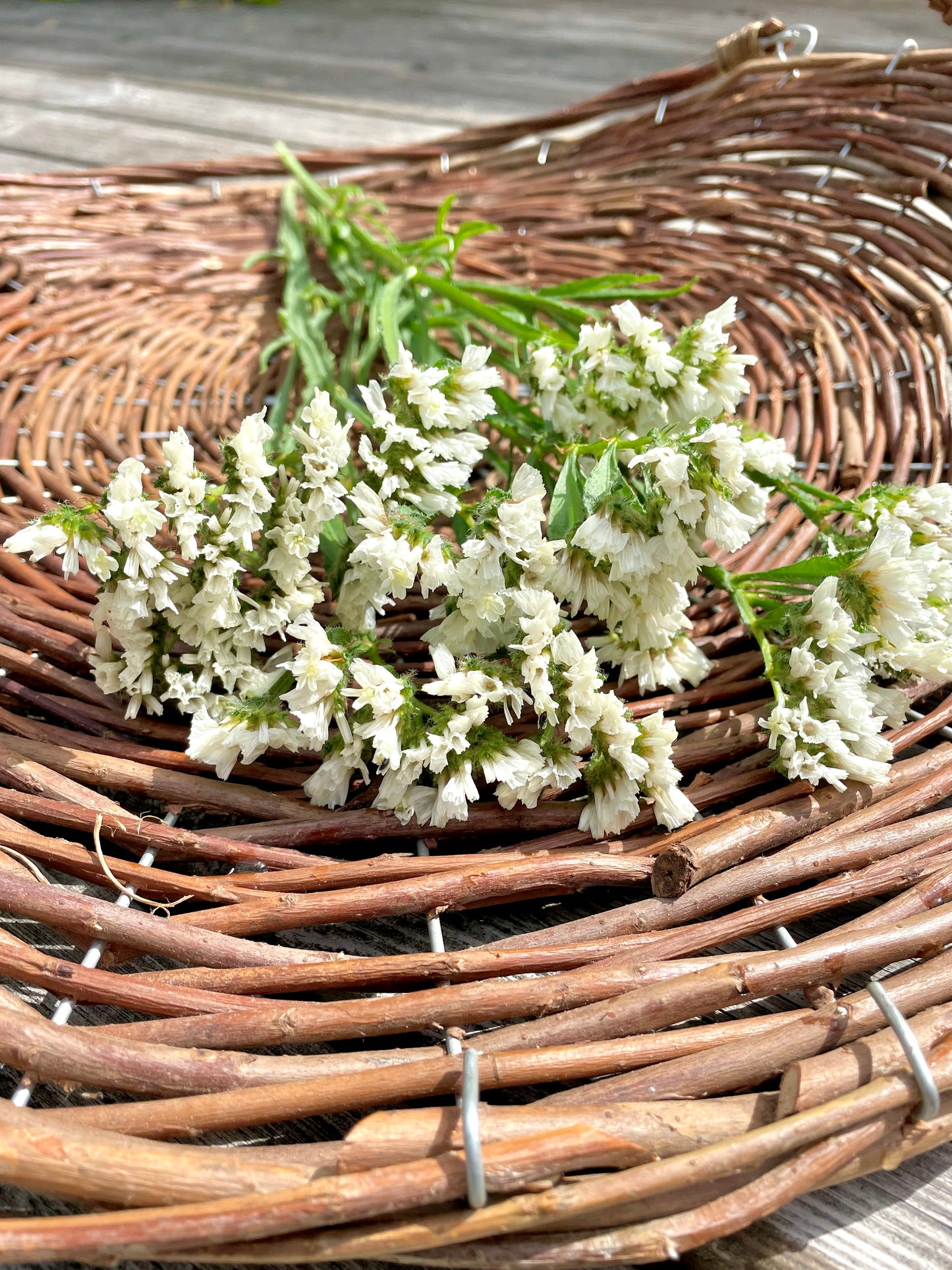 Risp ”QIS White”