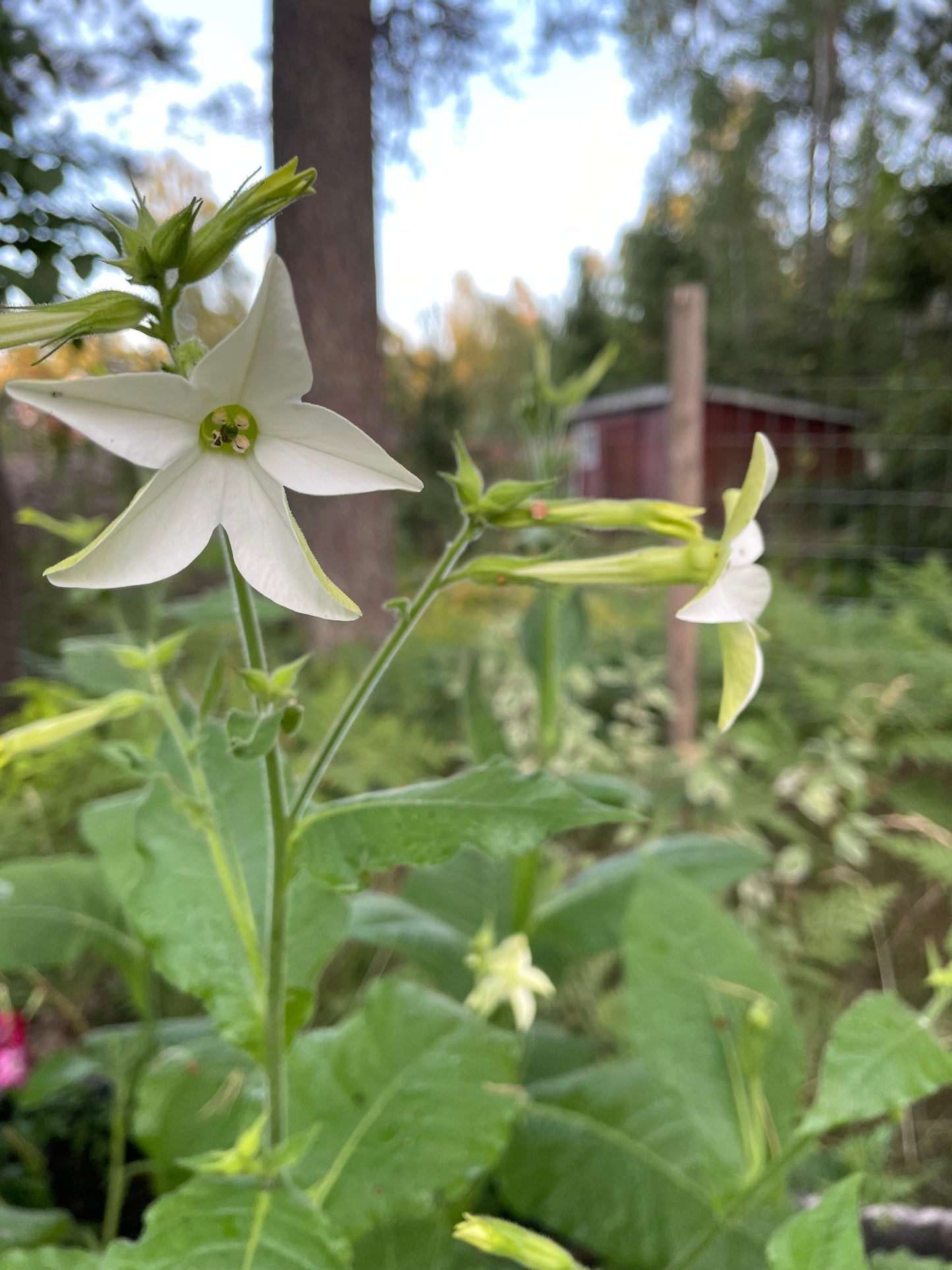 Blomstertobak "Mix"