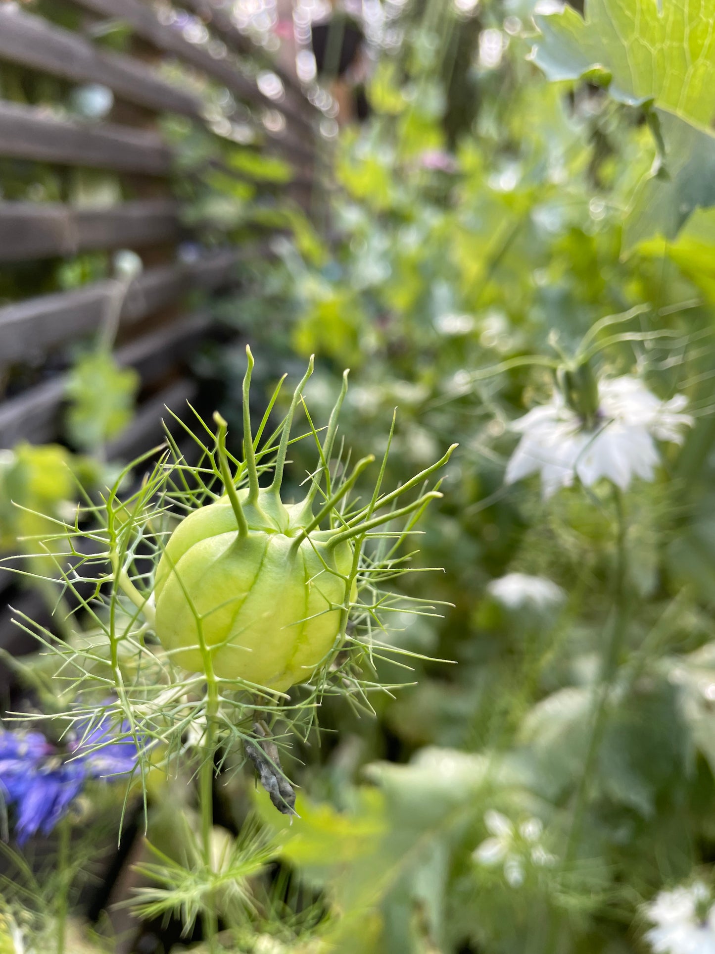 Jungfrun i det gröna ”Albion Green pods”