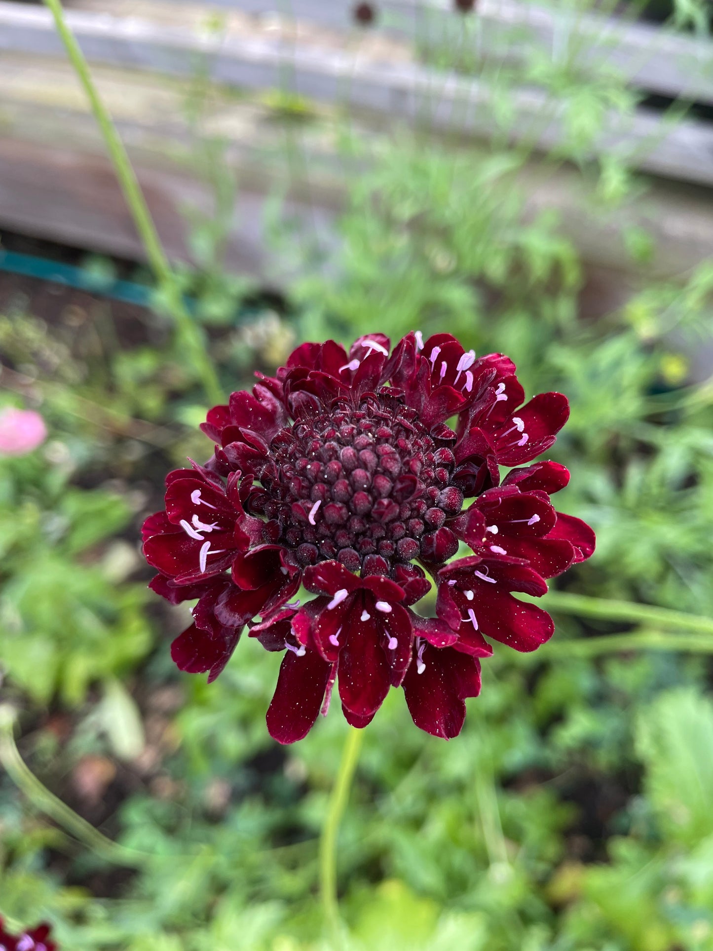 Praktvädd ”Purple black”