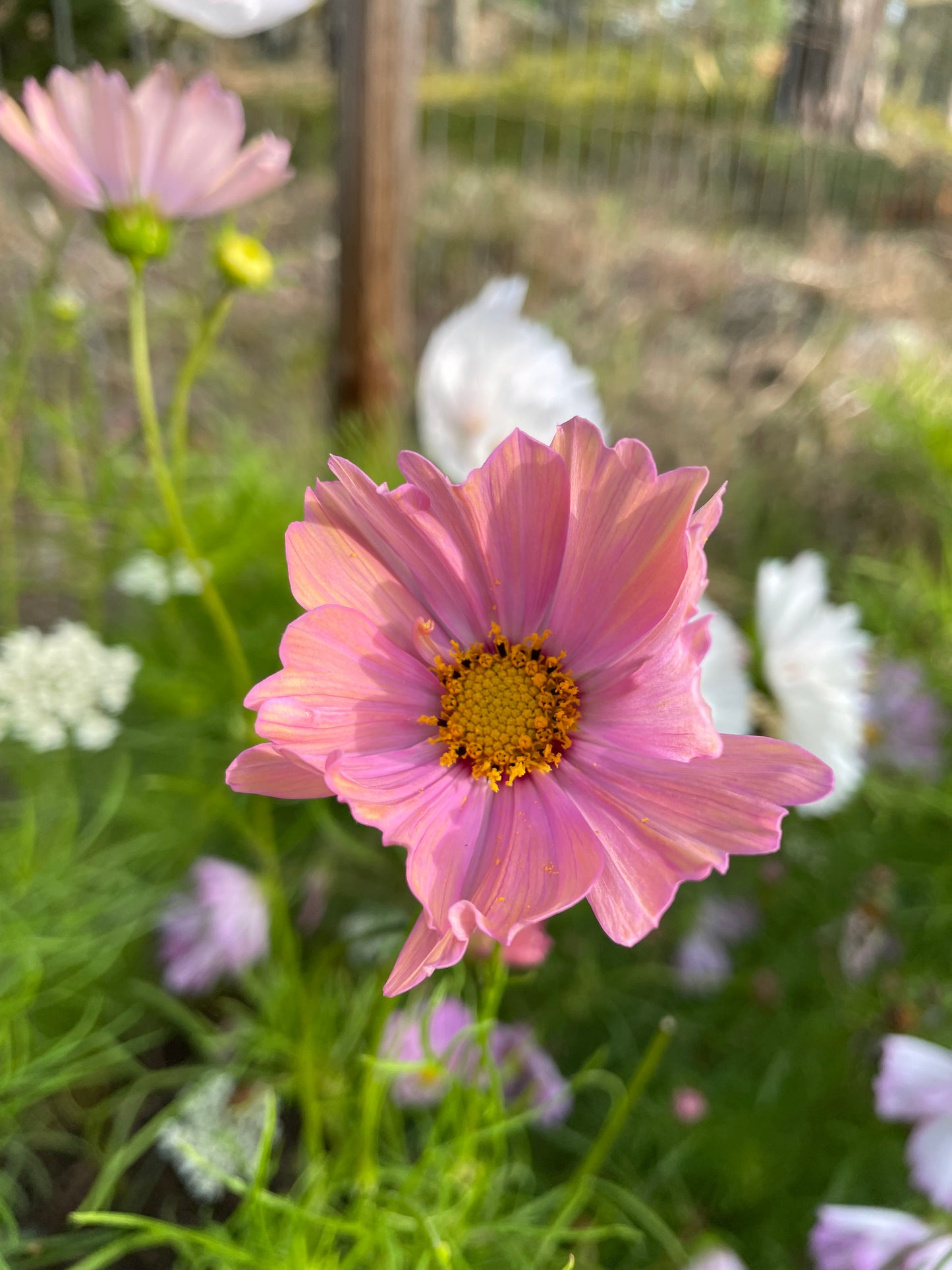 Rosenskära ”Apricotta”