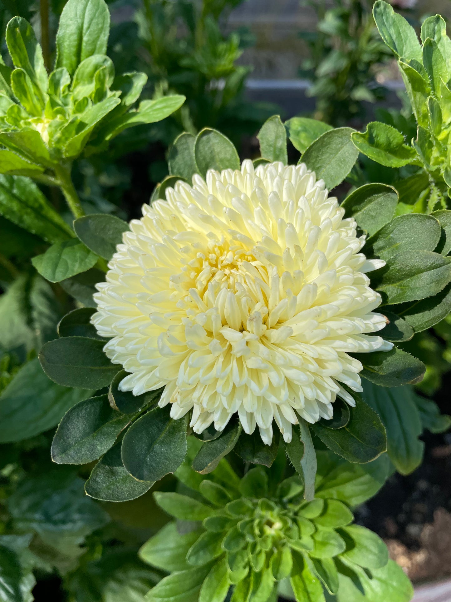 Sommaraster "King size Limoncello"
