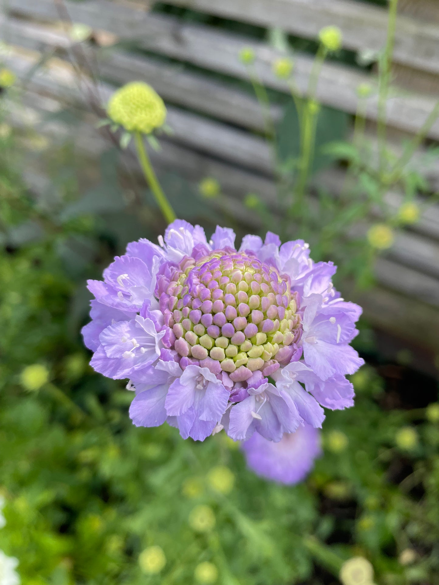 Praktvädd ”Lavender blue”