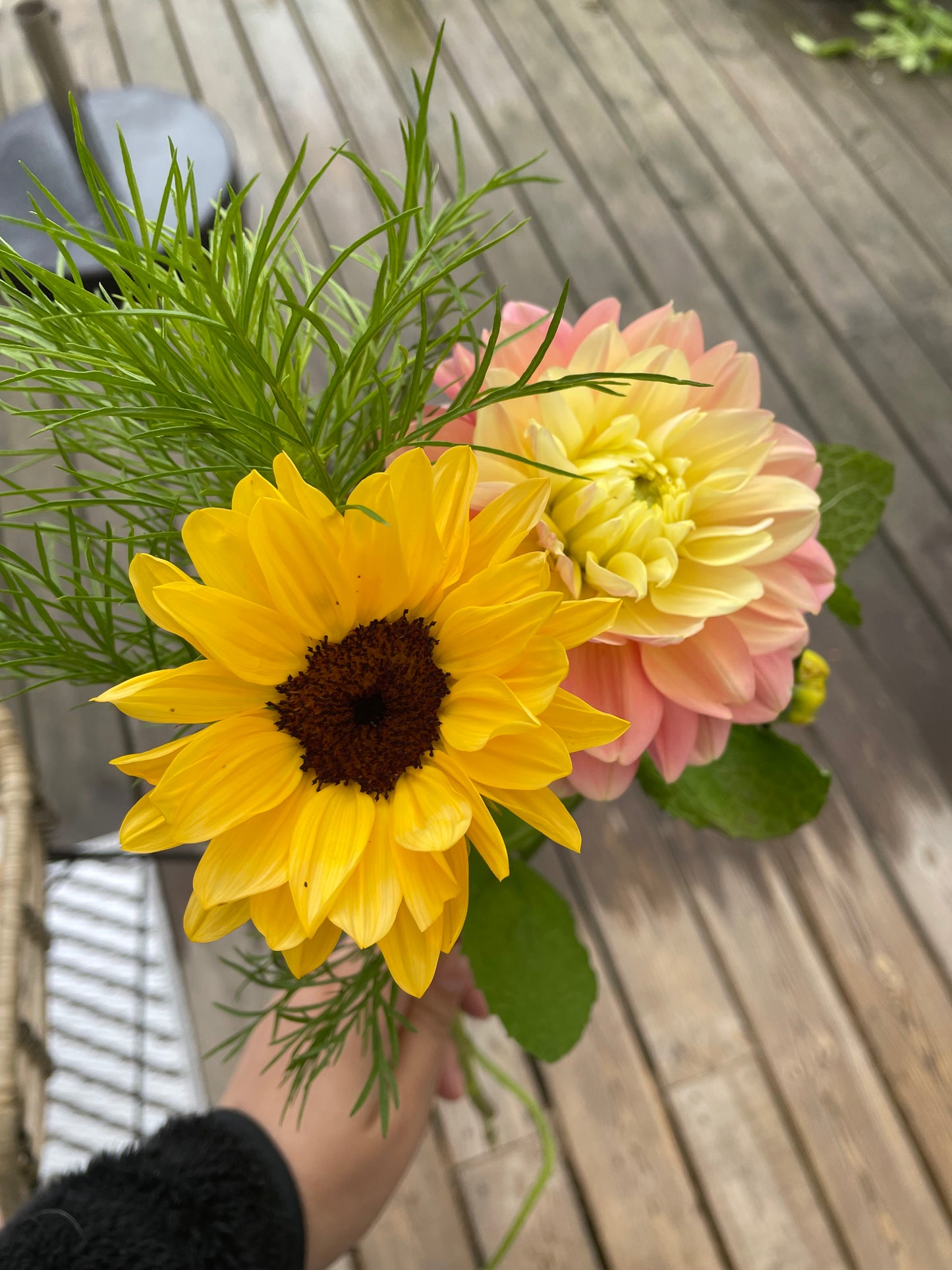 Solros F1 ”Pro Cut Peach”