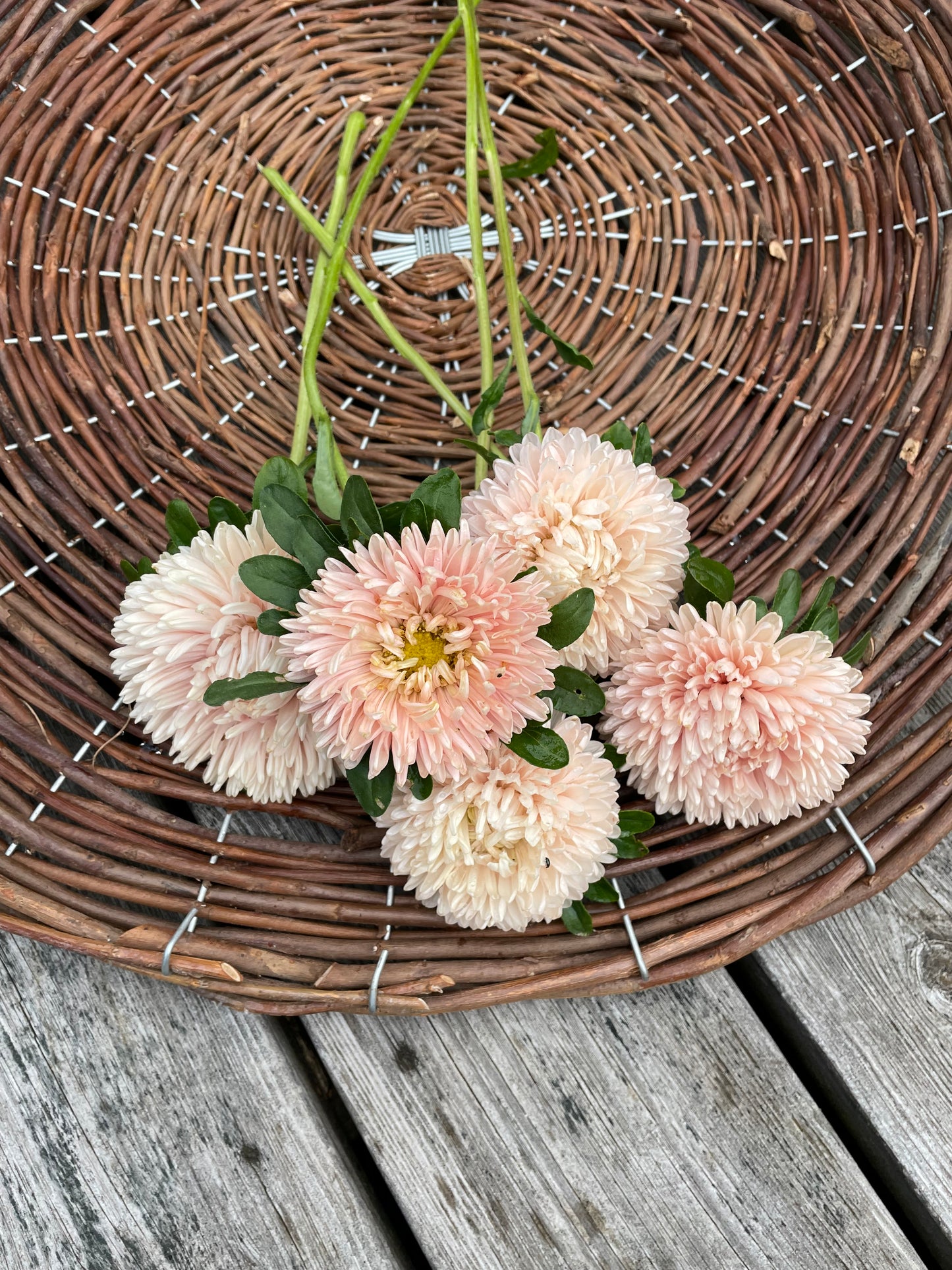 Sommaraster "King size Apricot"
