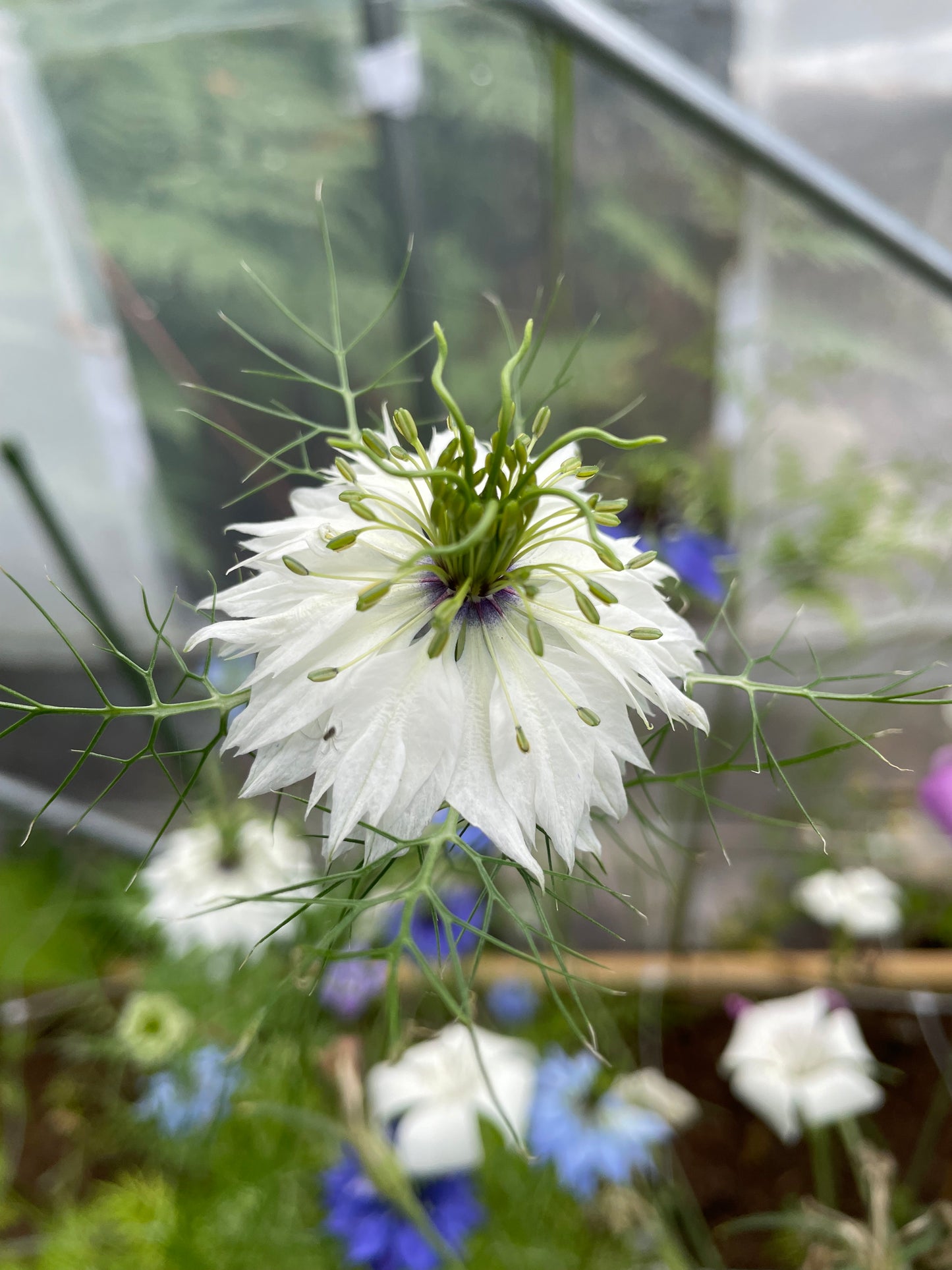 Jungfrun i det gröna ”Miss Jekyll white”