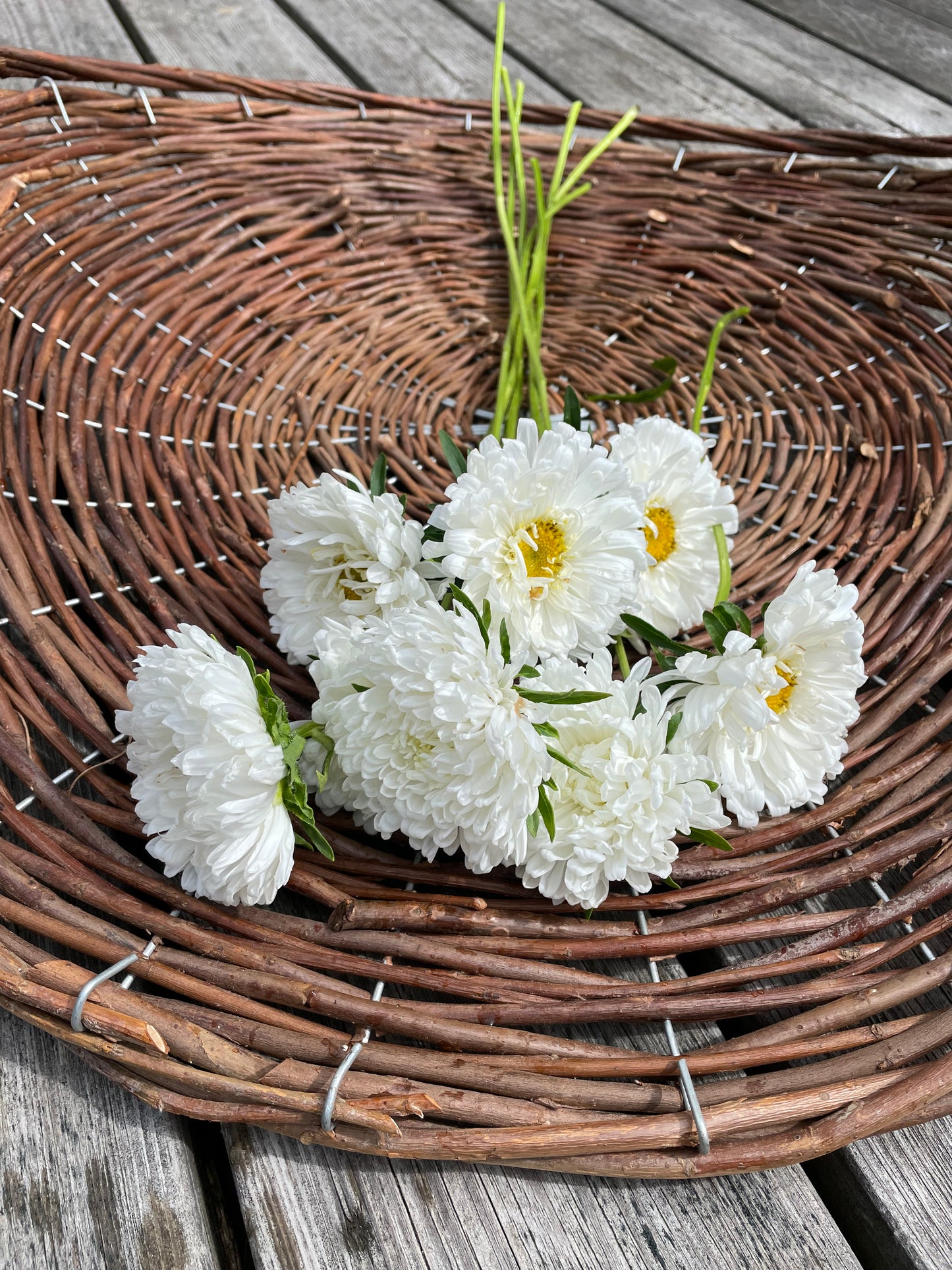 Sommaraster "Tall White"