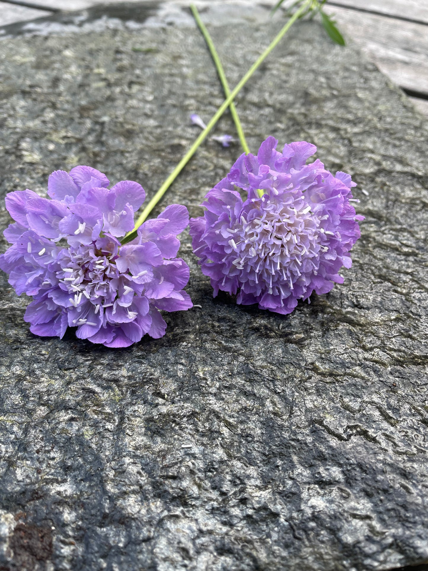 Praktvädd ”Lavender blue”