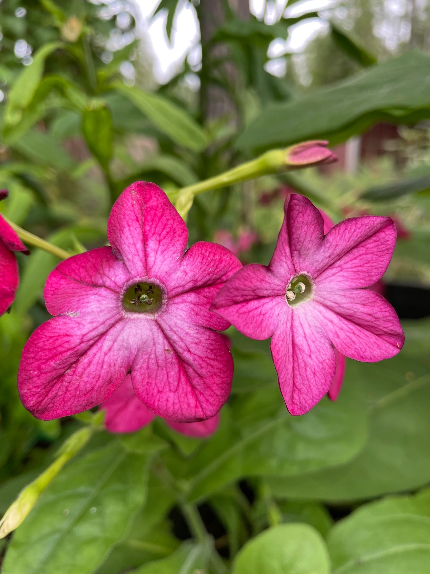 Blomstertobak "Mix"