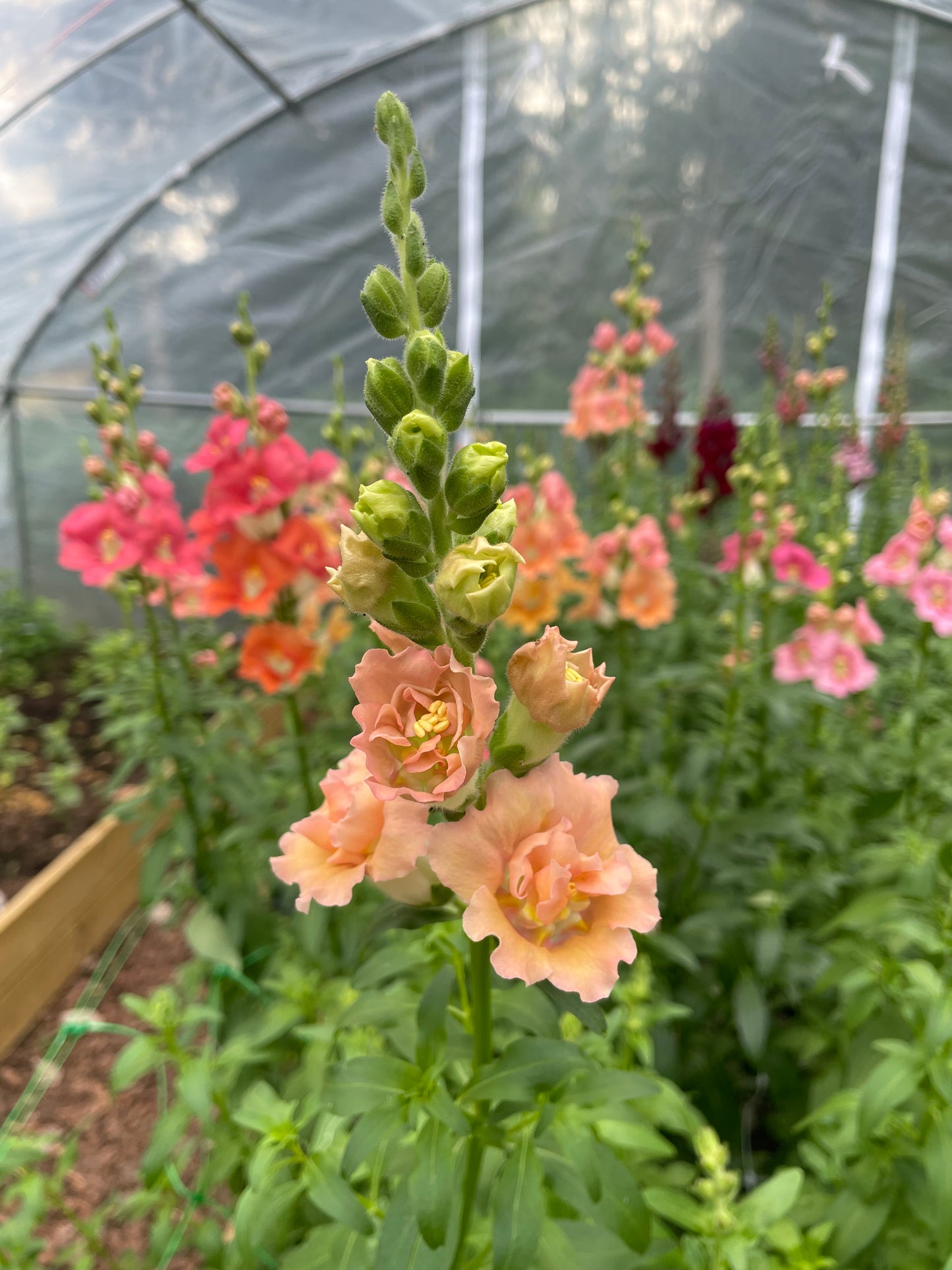 Lejongap F1 ”Snapstar Champagne”