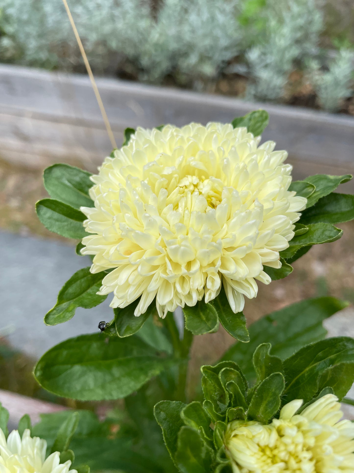 Sommaraster "King size Limoncello"