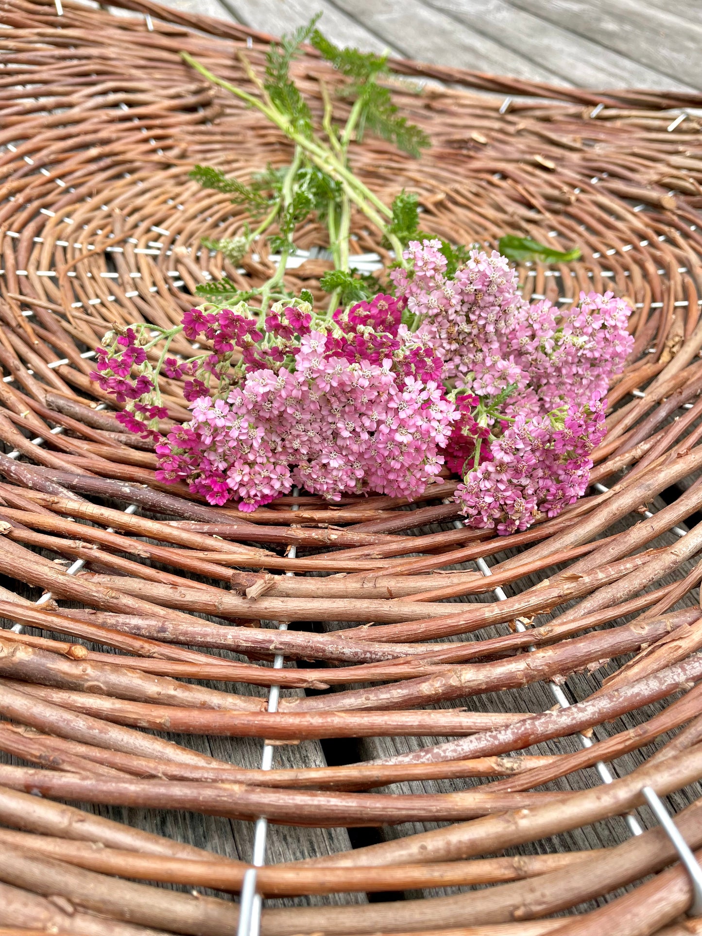 Röllika ”Cerise queen”