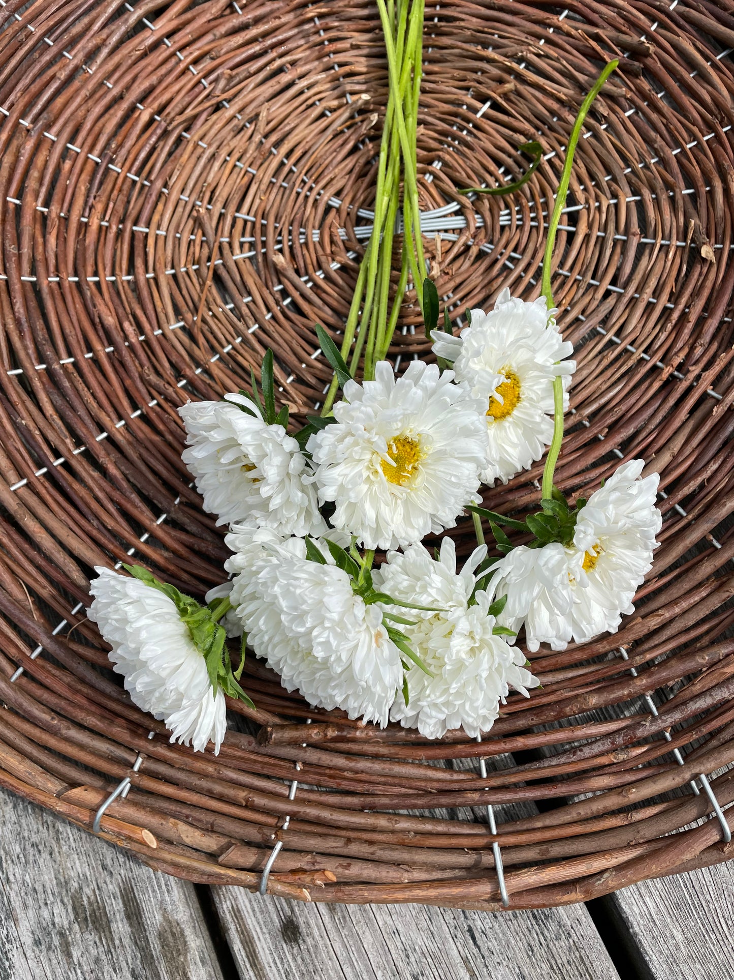 Sommaraster "Tall White"