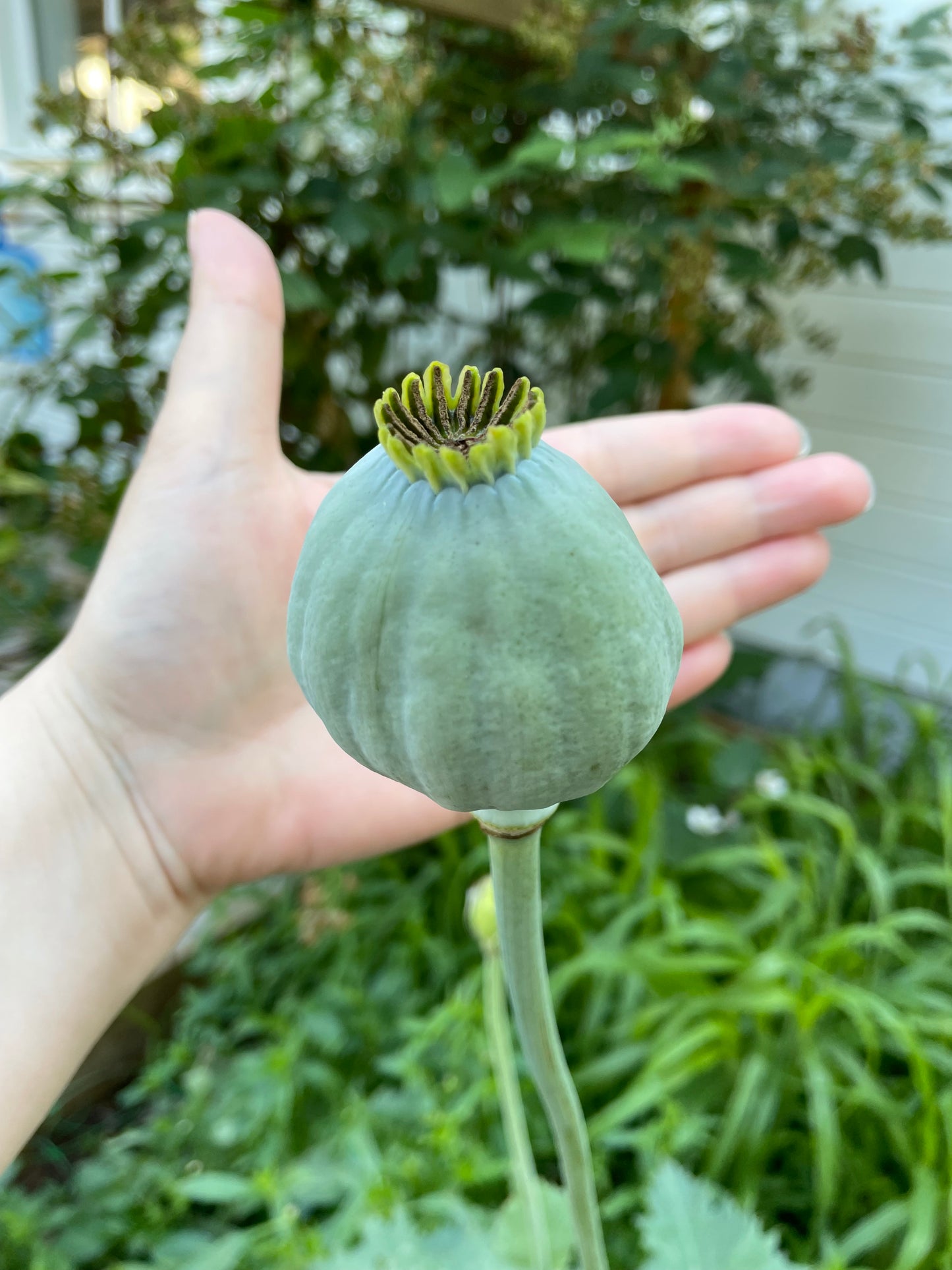 Vallmo ”Bowling ball”