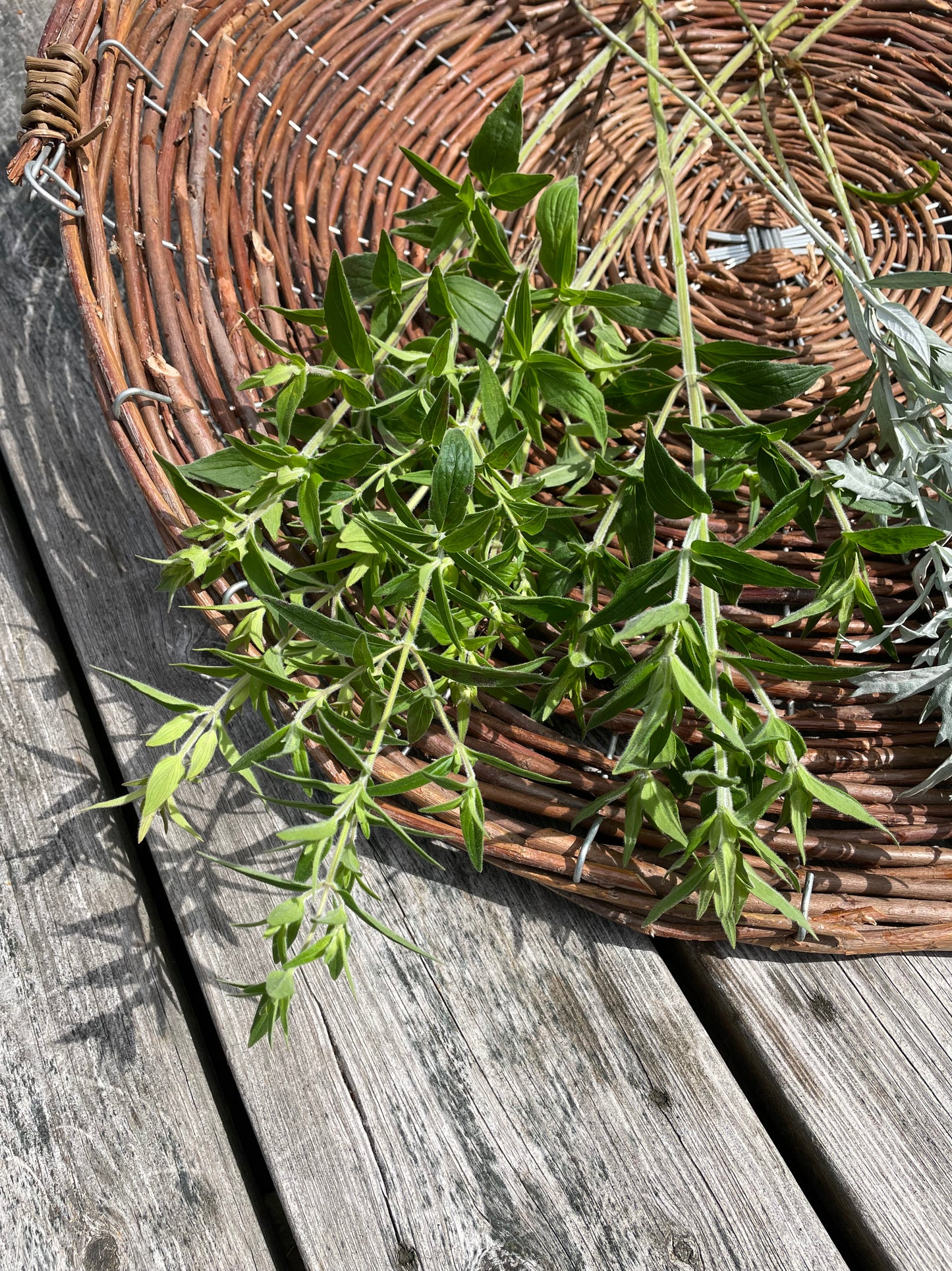 Bergsmynta ”Mountain Mint”