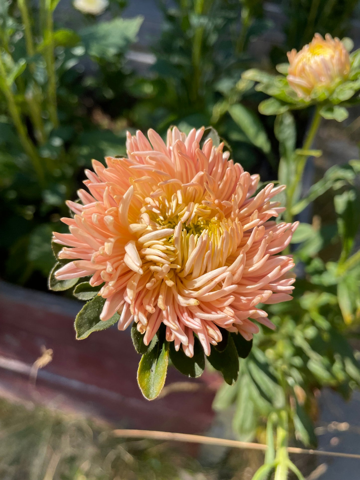 Sommaraster ”Chrysantella Living Coral”