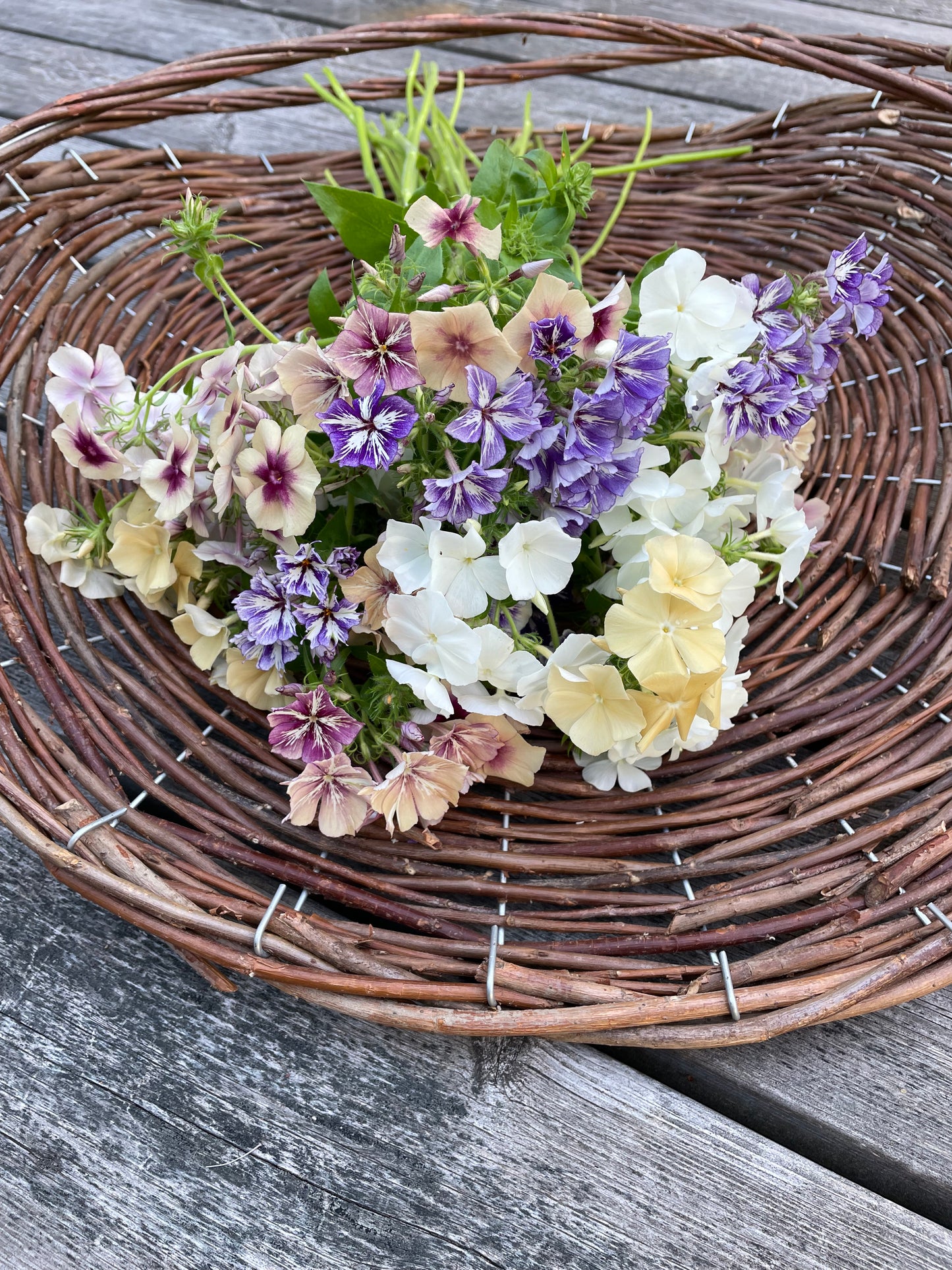 Sommarflox ”Mix”