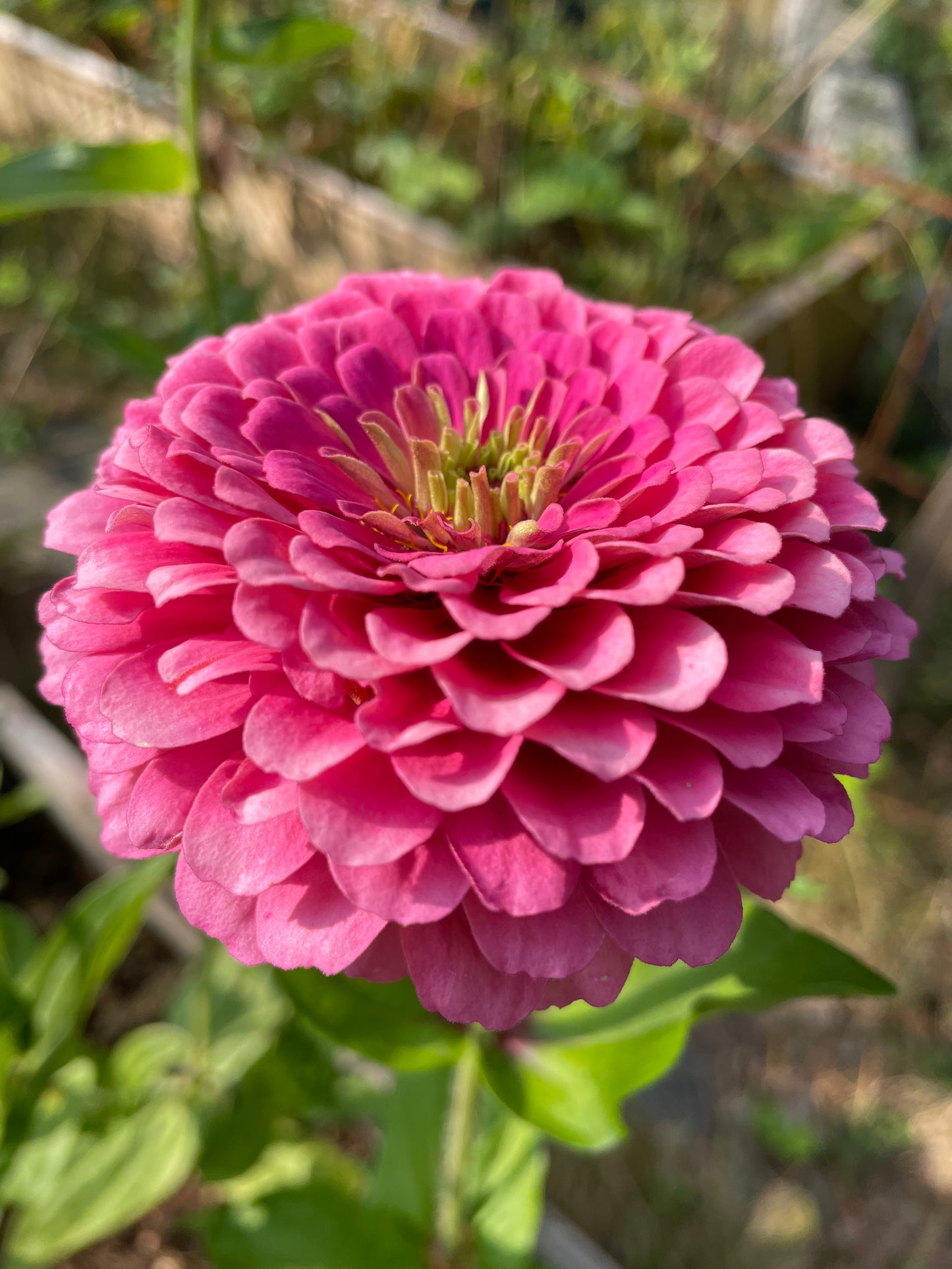 Zinnia "Dahlia flowered Rose"