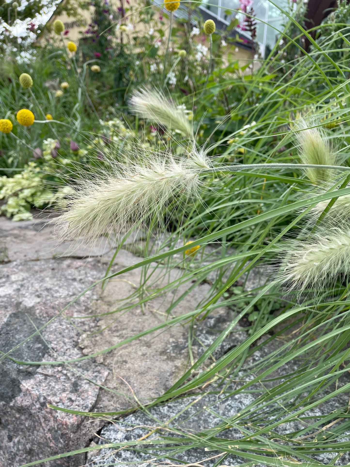 Dunborstgräs ”Fluffy”