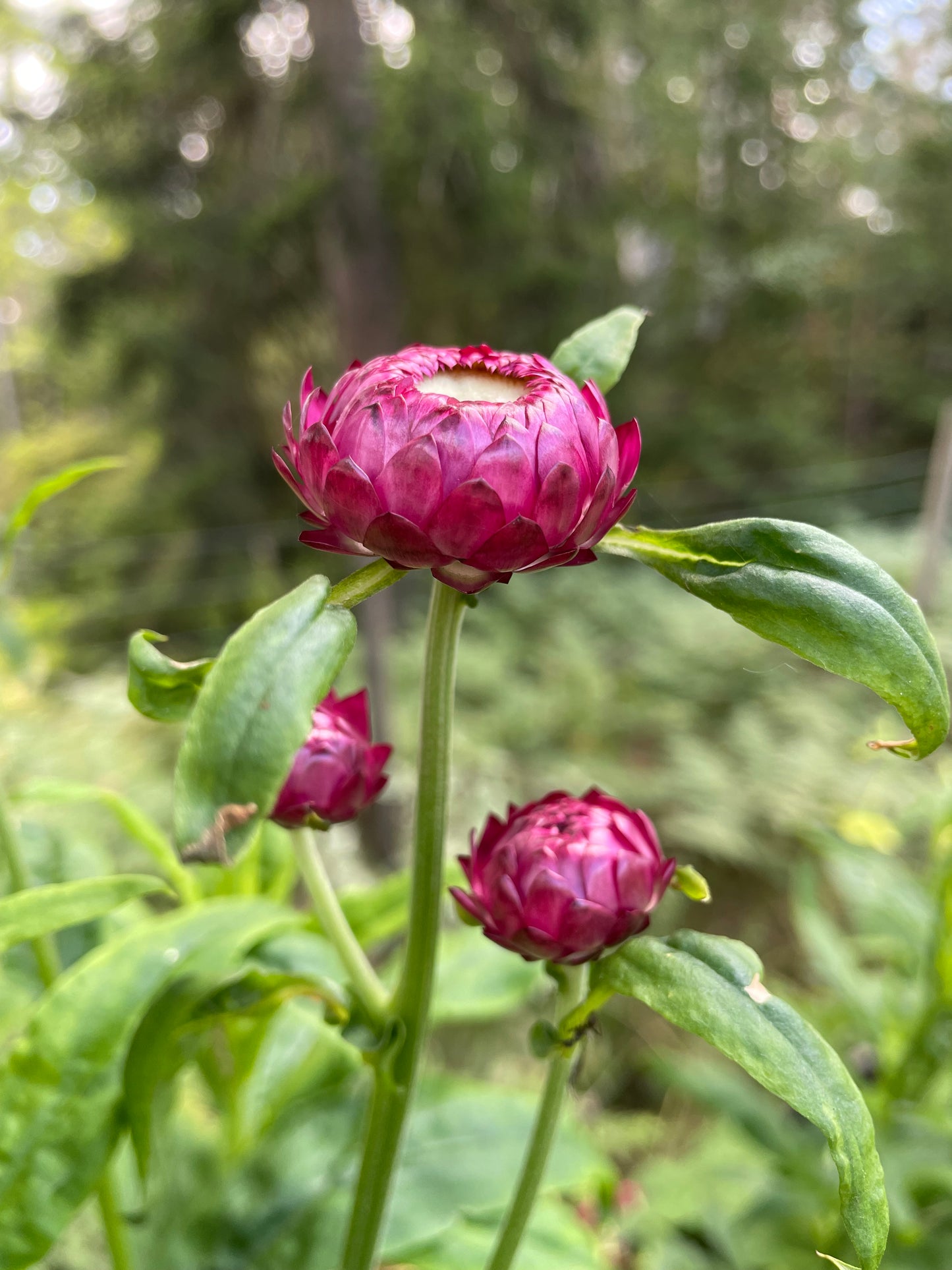 Jätteeternell ”King size Purple red"