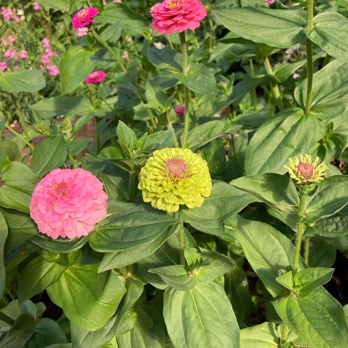 Zinnia ”Oklahoma Pink”