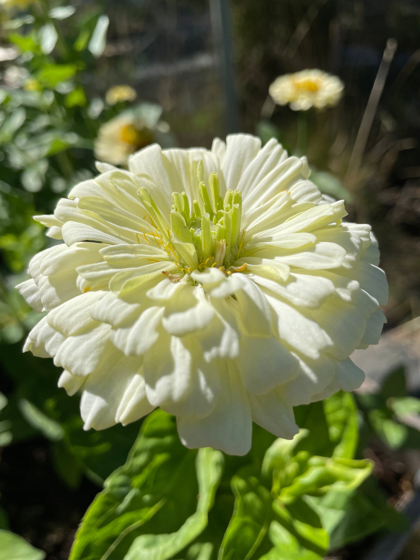 Zinnia ”Dahlia Flowered White”