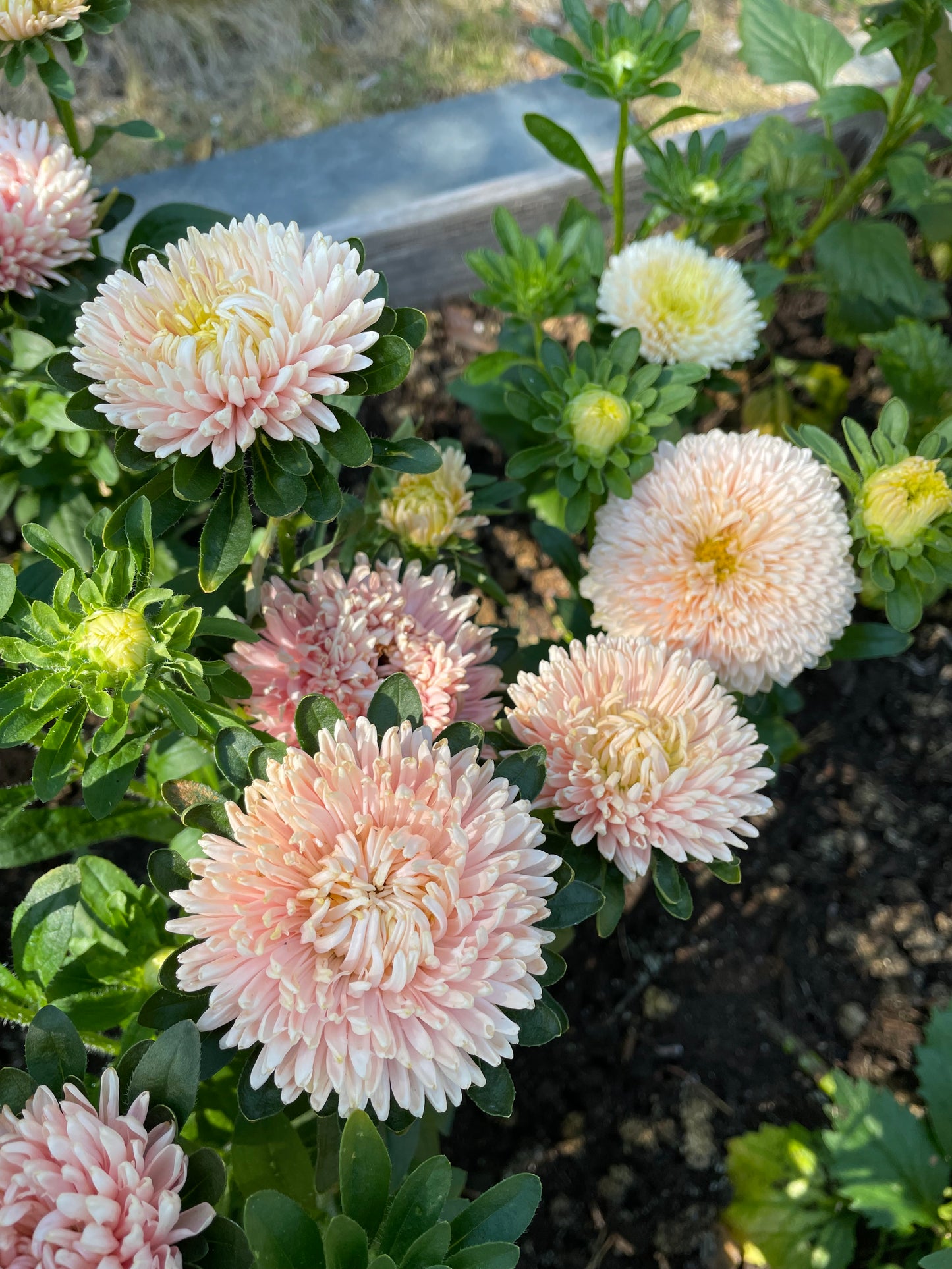 Sommaraster "Chrissantella Lotus flower"