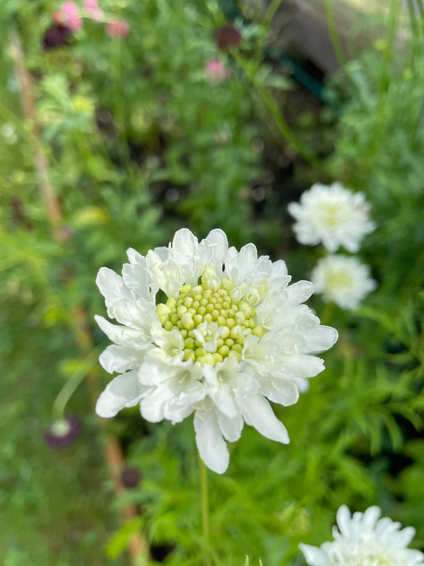 Praktvädd ”Tall double white”