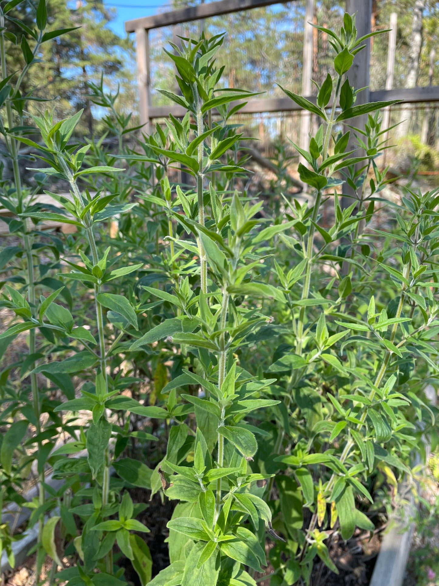 Bergsmynta ”Mountain Mint”