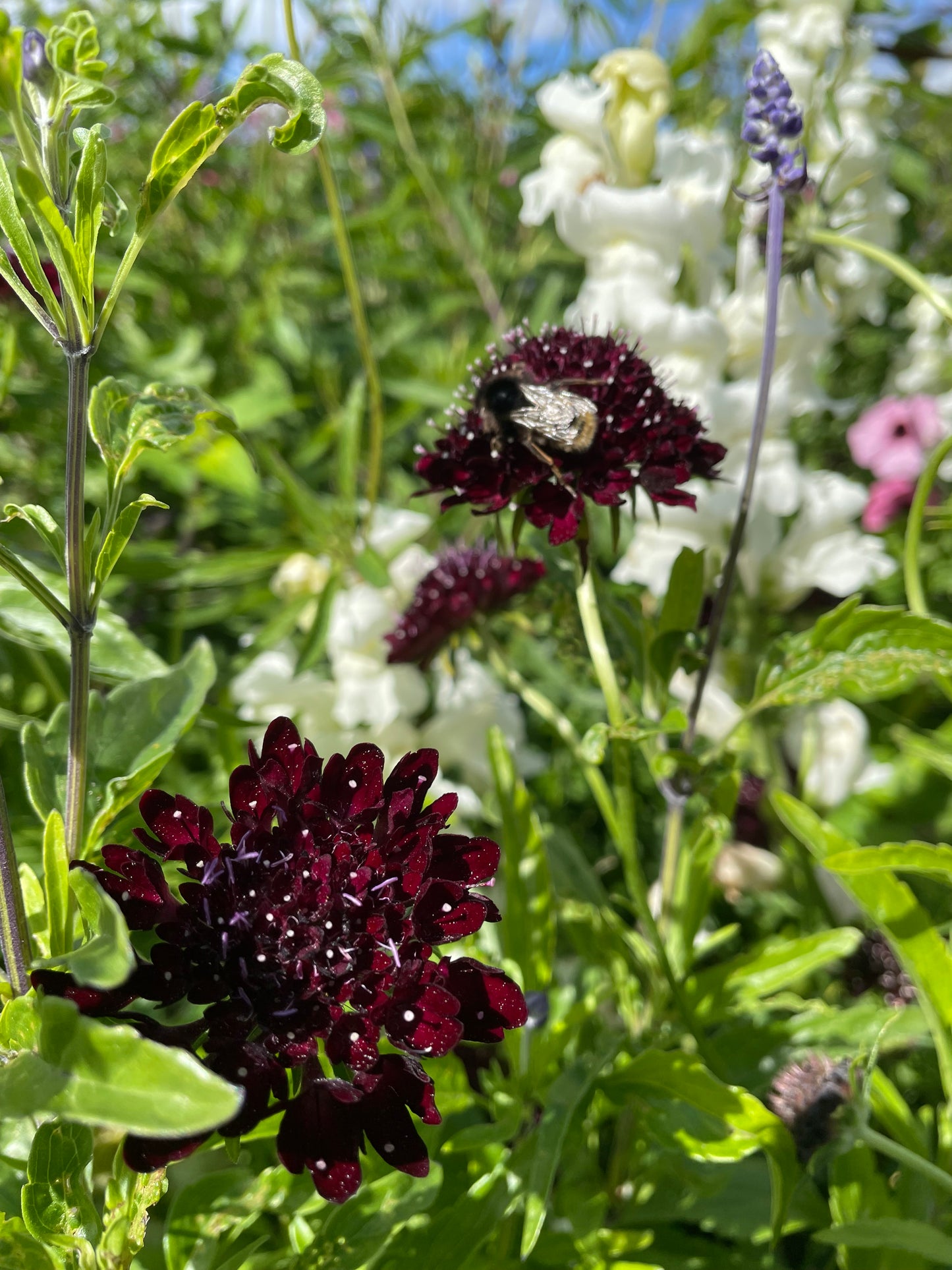 Praktvädd ”Purple black”