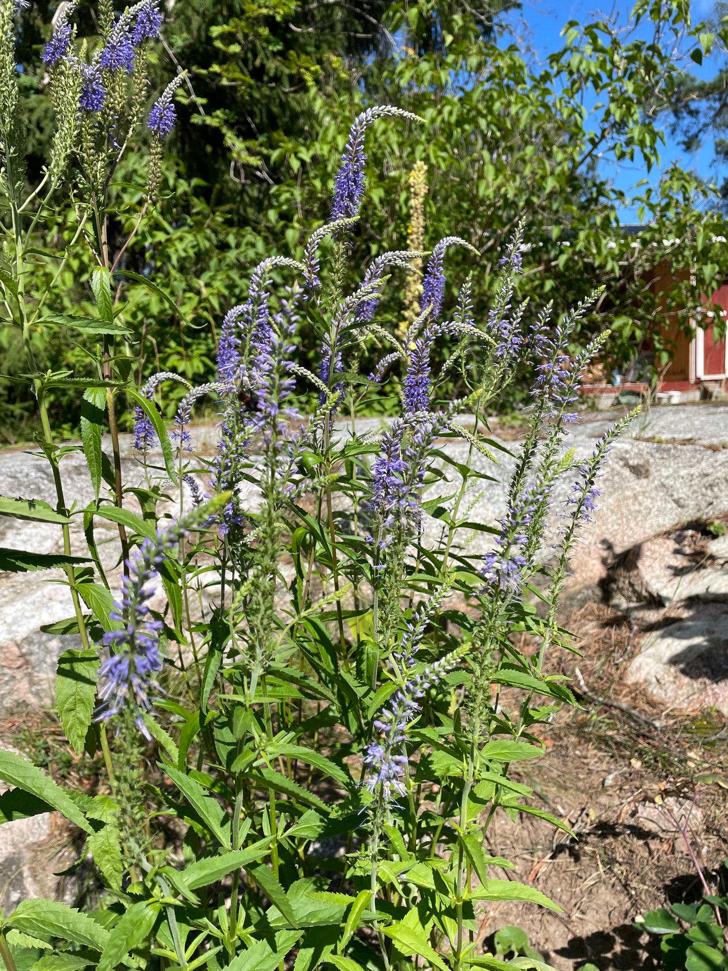 Axveronika ”Blue Shades”