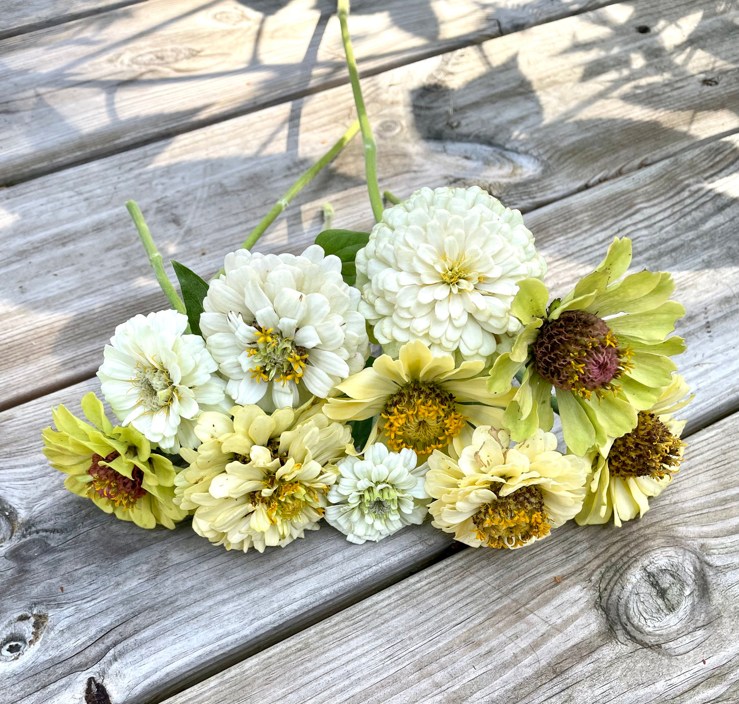 Zinnia ”Sweet Lemonade”