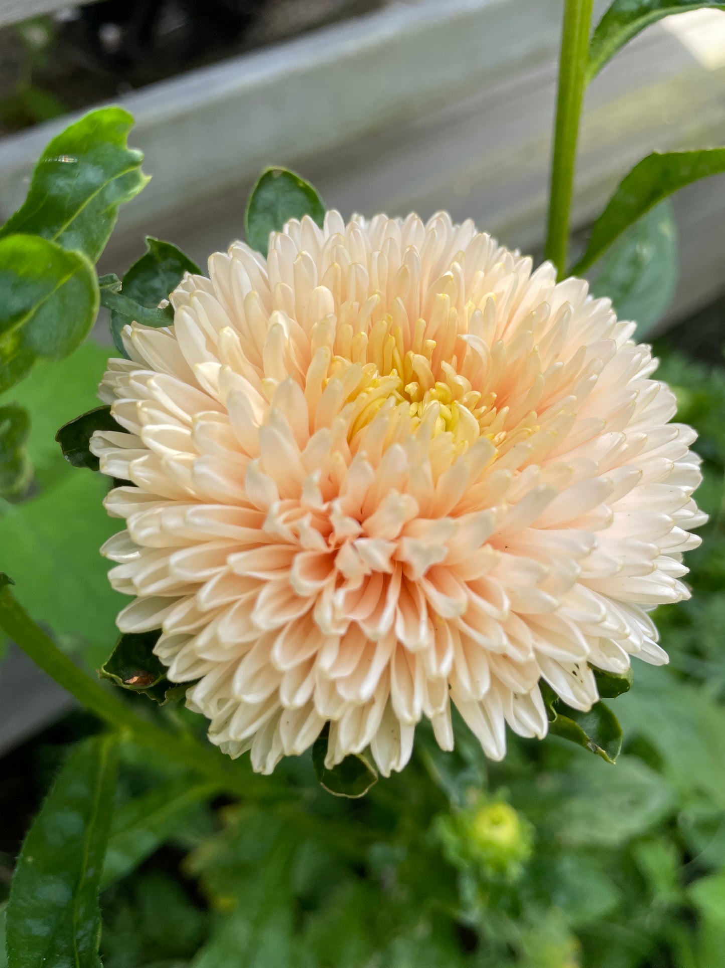 Sommaraster "King size Apricot"