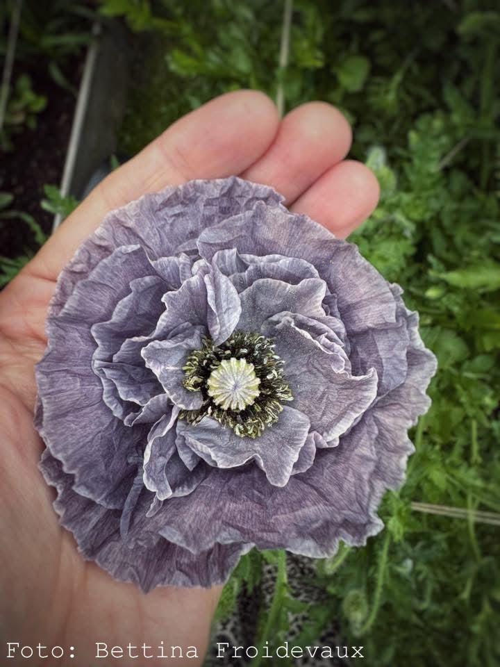 Kornvallmo ”Amazing Grey”
