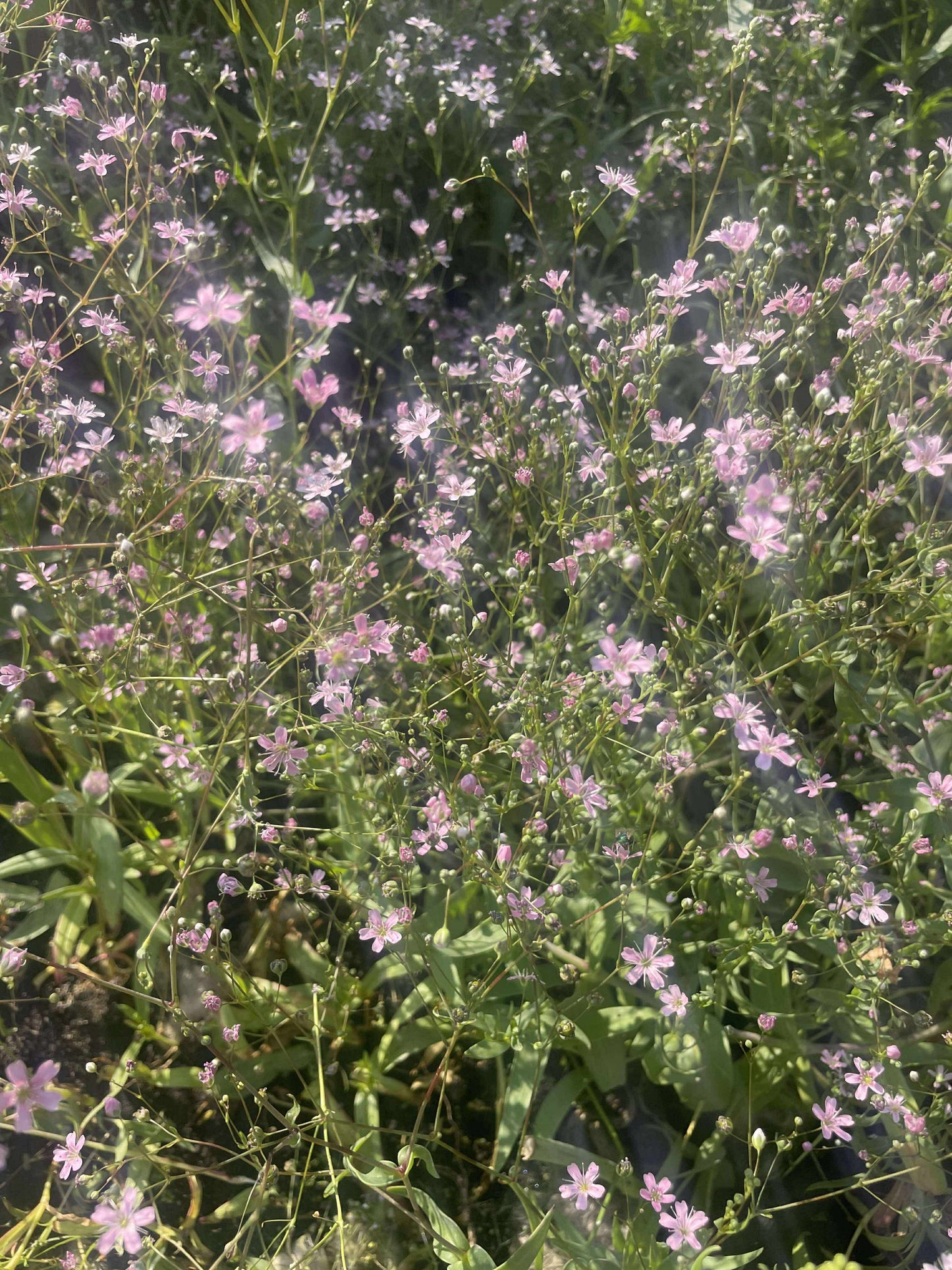 Sommarslöja ”Carmine”