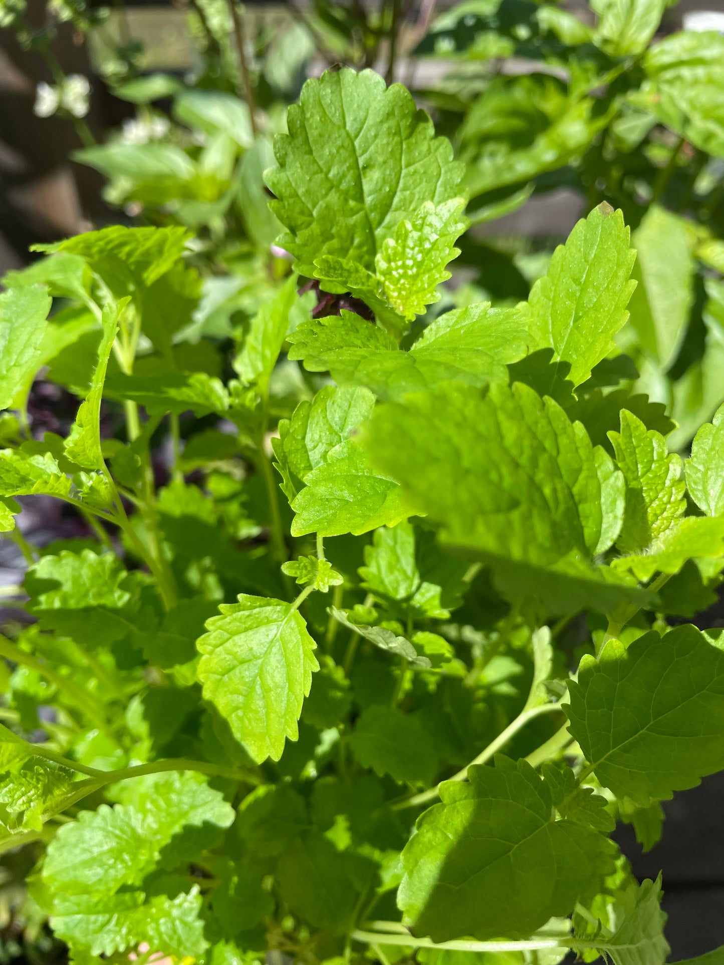 Citronmeliss