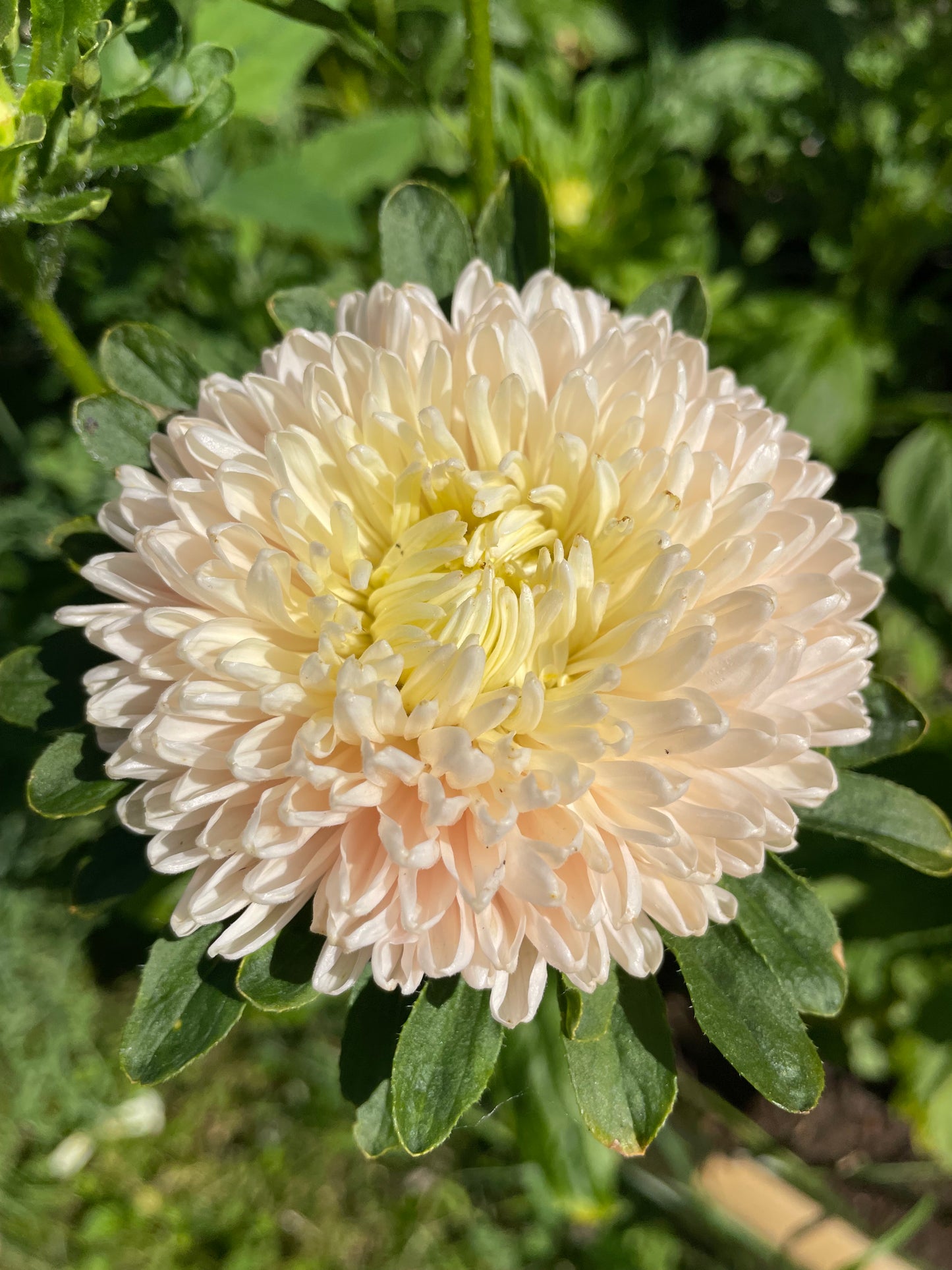 Sommaraster "King size Apricot"