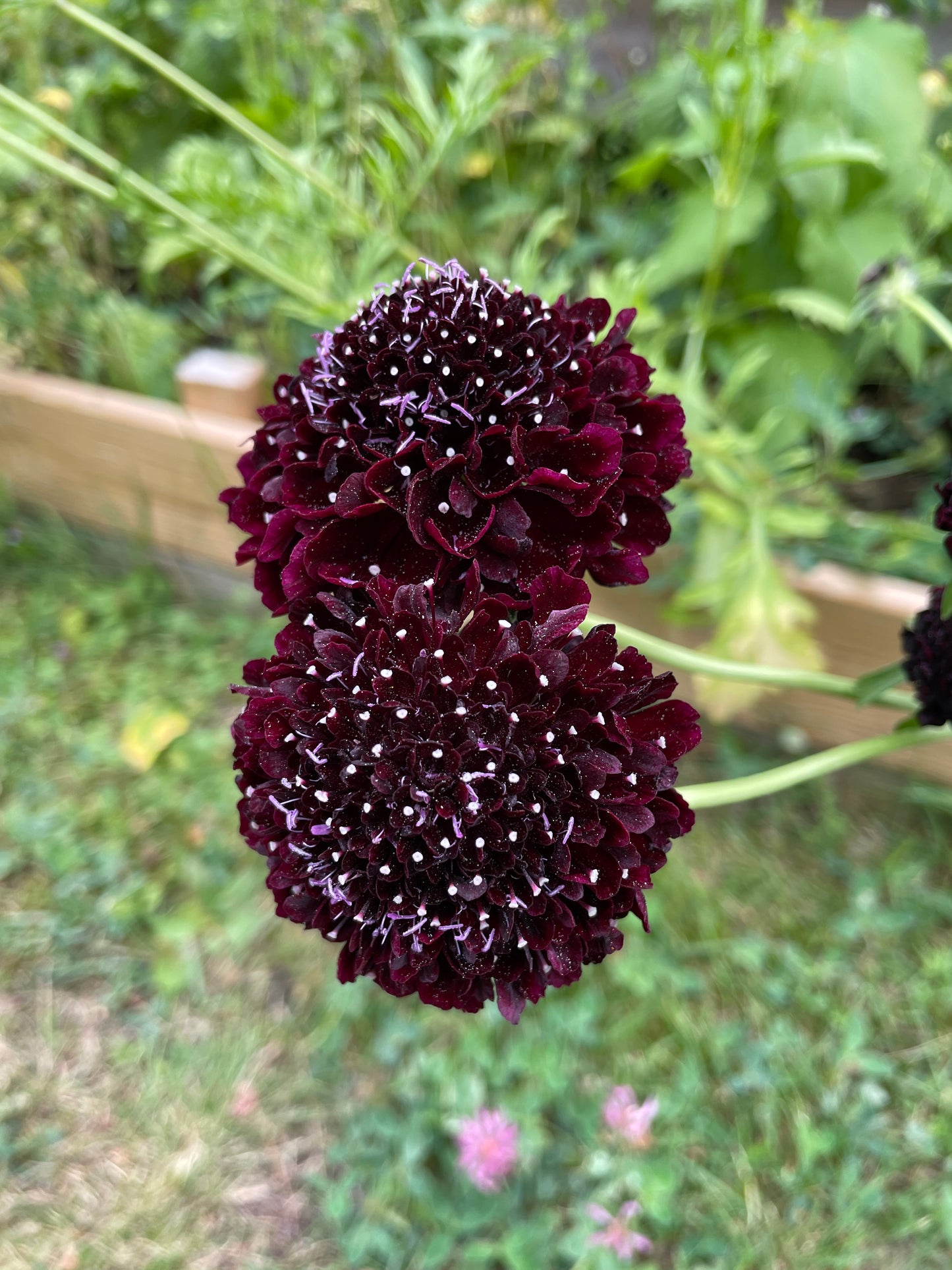 Praktvädd ”Purple black”