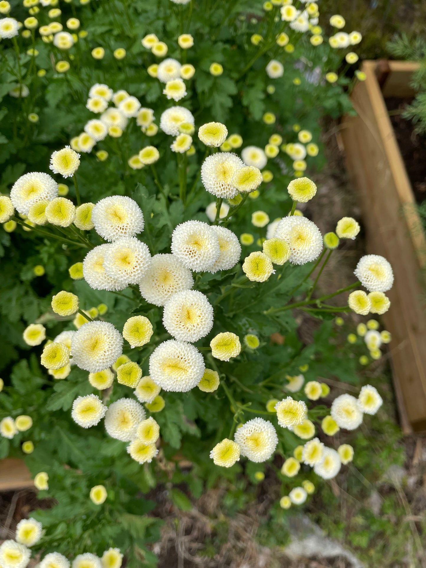 Mattram ”Vegmo Snowball Extra”