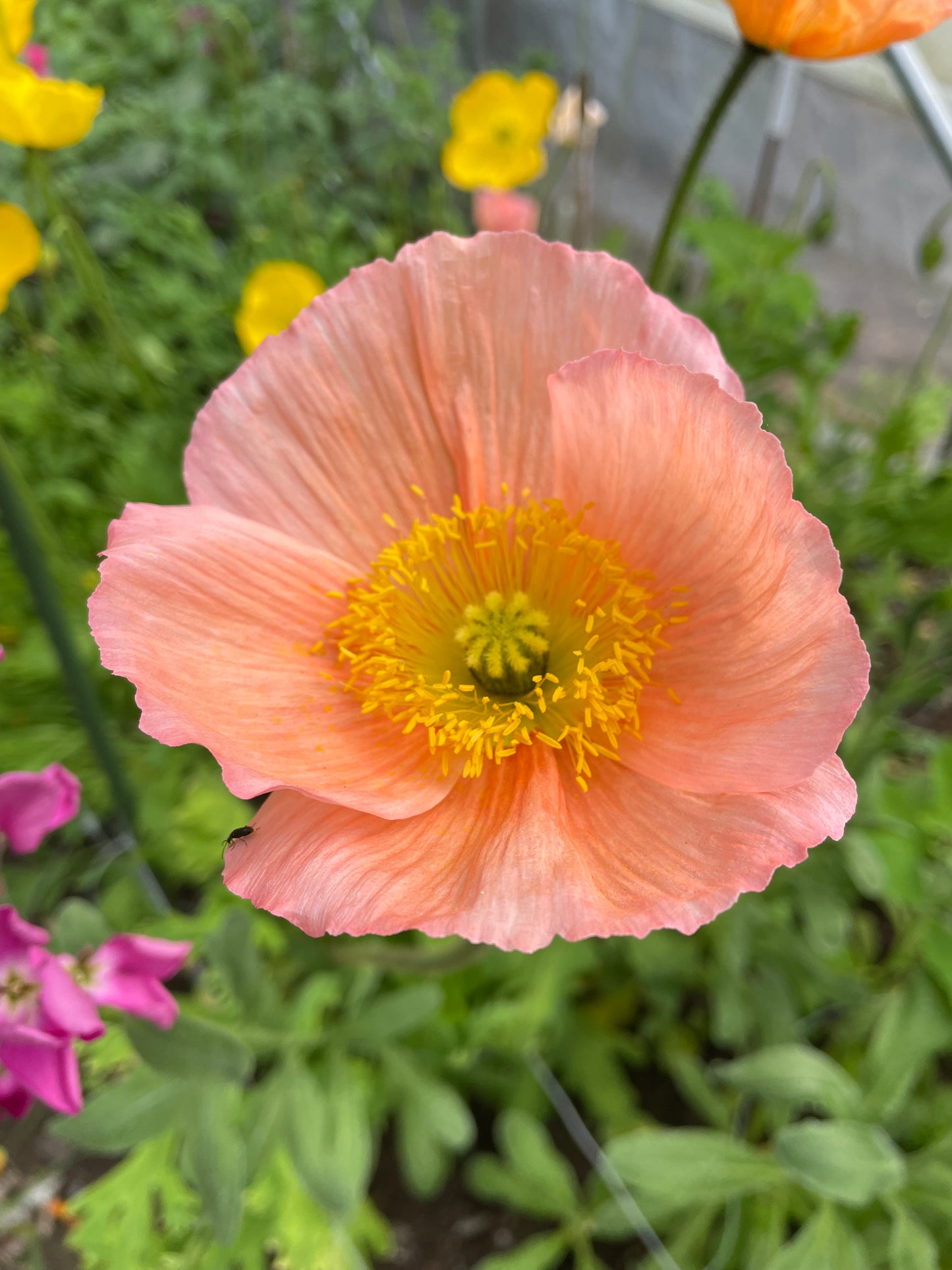 Sibirisk vallmo "Champagne Bubbles Pink"