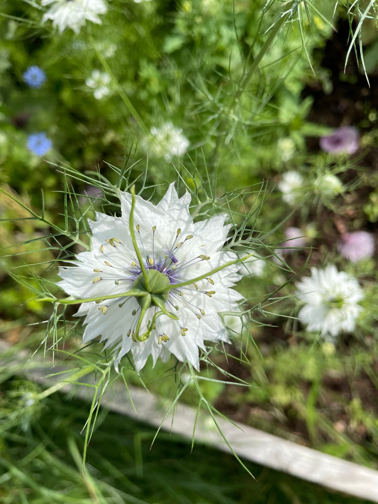 Jungfrun i det gröna ”Miss Jekyll white”