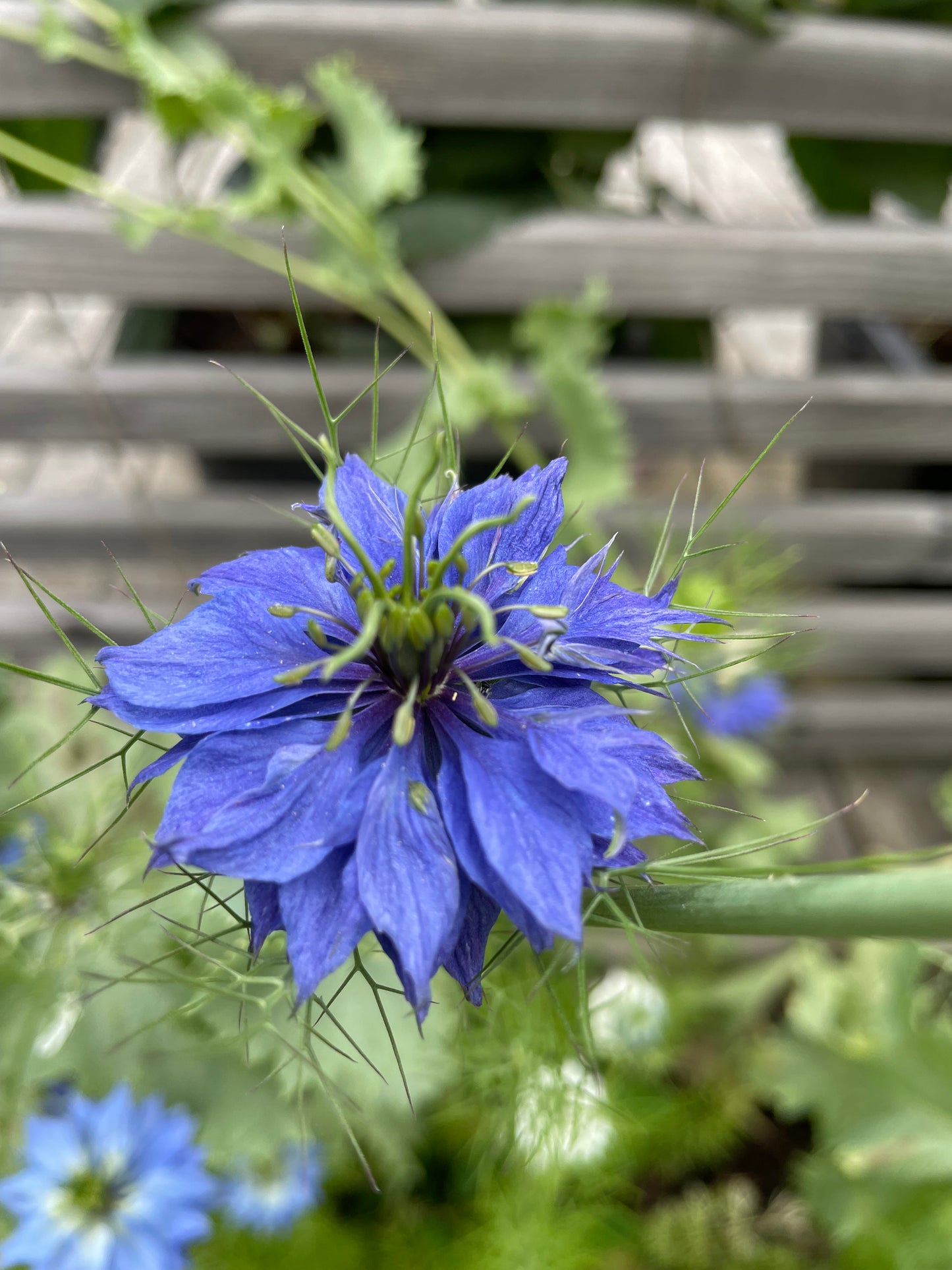 Jungfrun i det gröna ”Miss Jekyll Blue”
