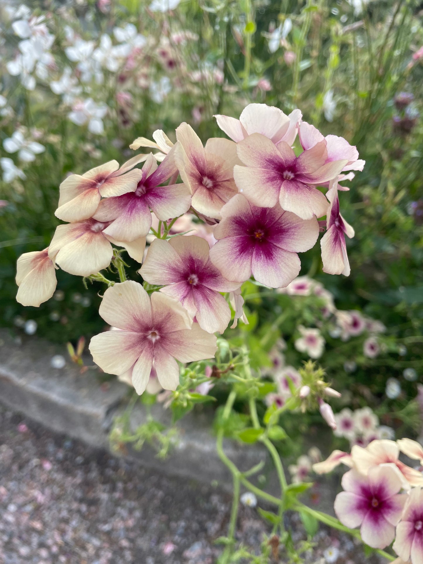 Sommarflox ”Cherry Caramel”